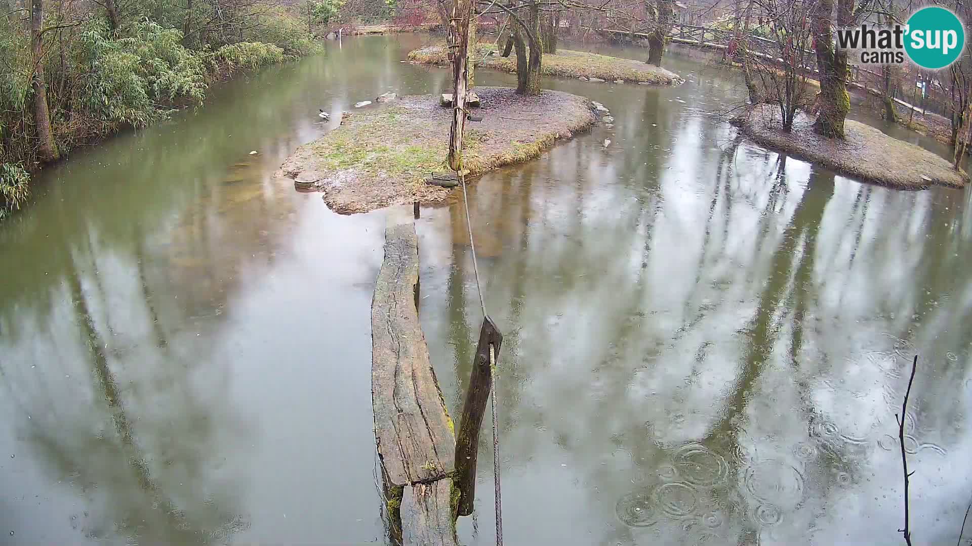 Vari bianconero Zoo Ljubljana webcam