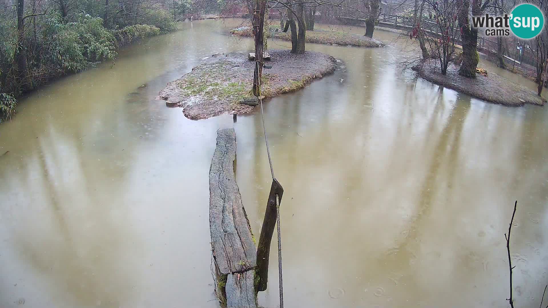 Vari noir et blanc – Ljubljana ZOO  livecam