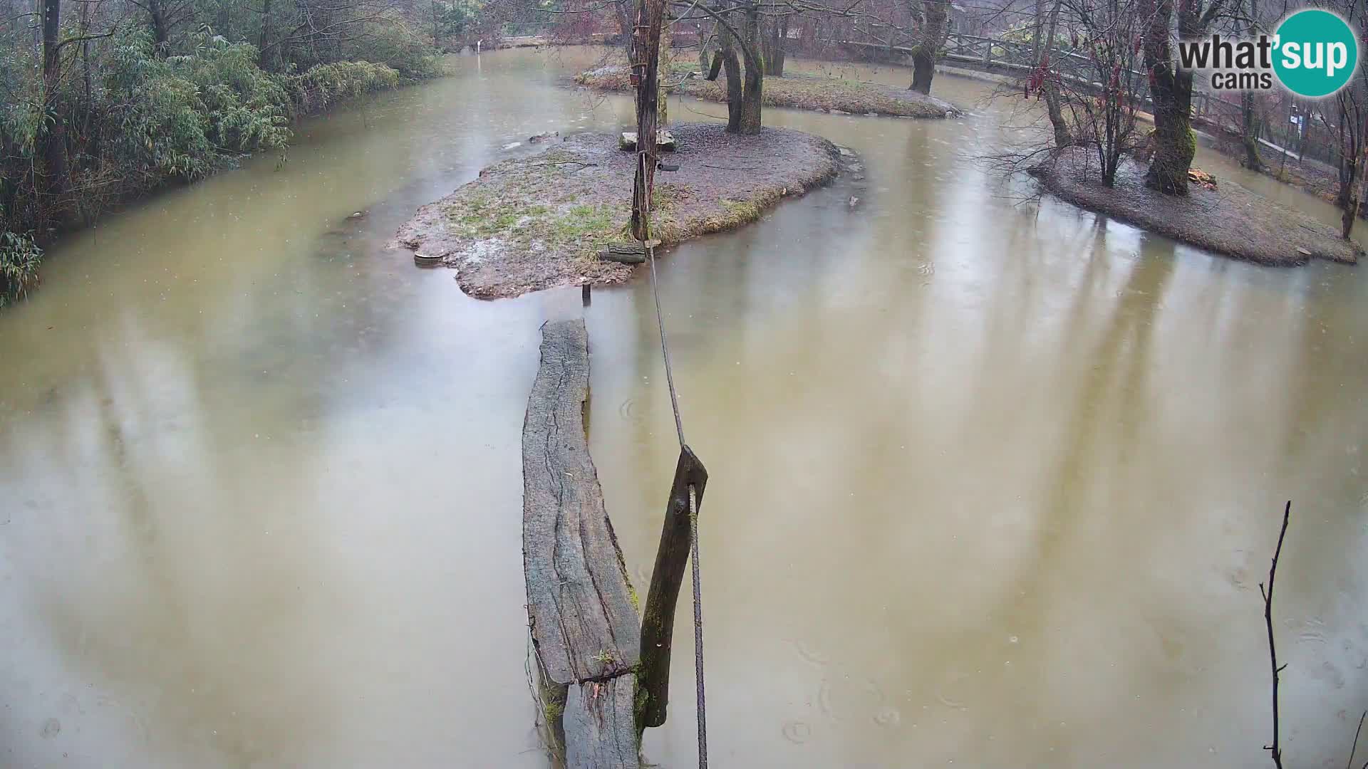 Lémur rufo blanco y negro – Ljubljana Zoo en vivo