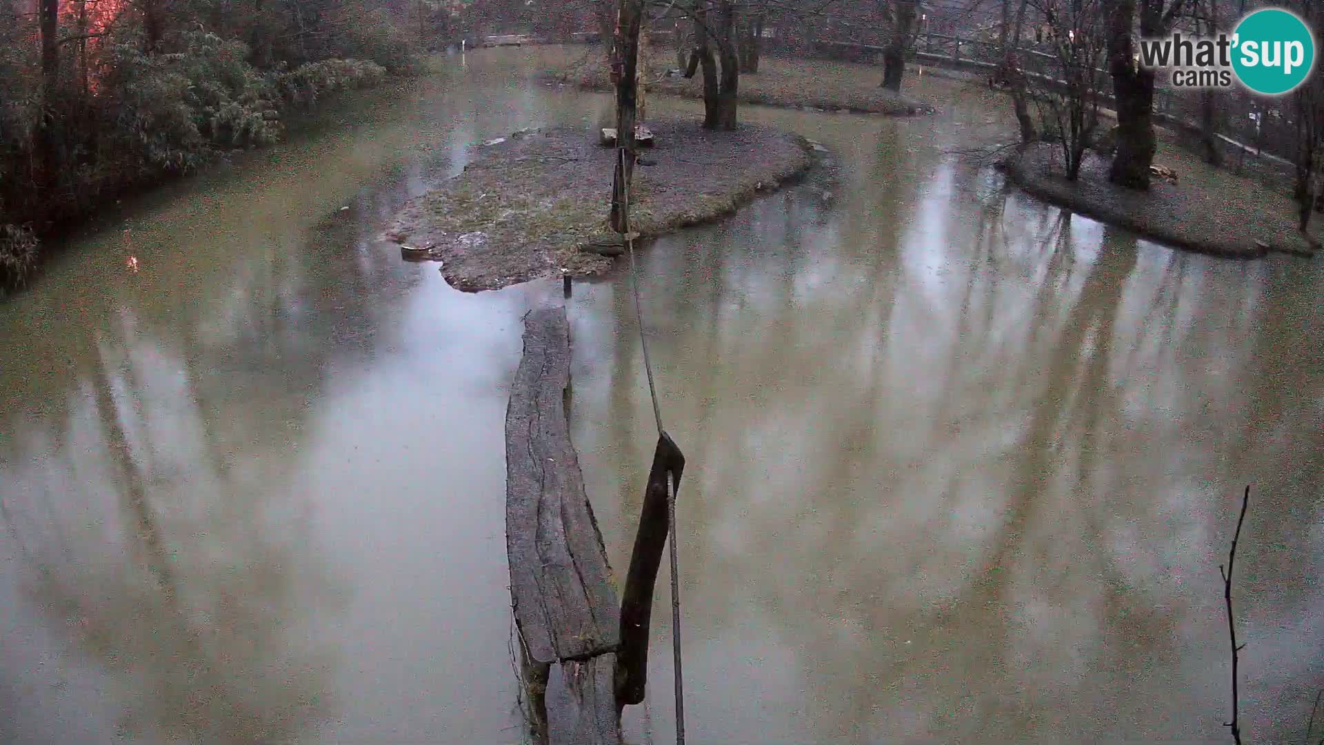 Schwarzweiße Vari Zoo Ljubljana webcam