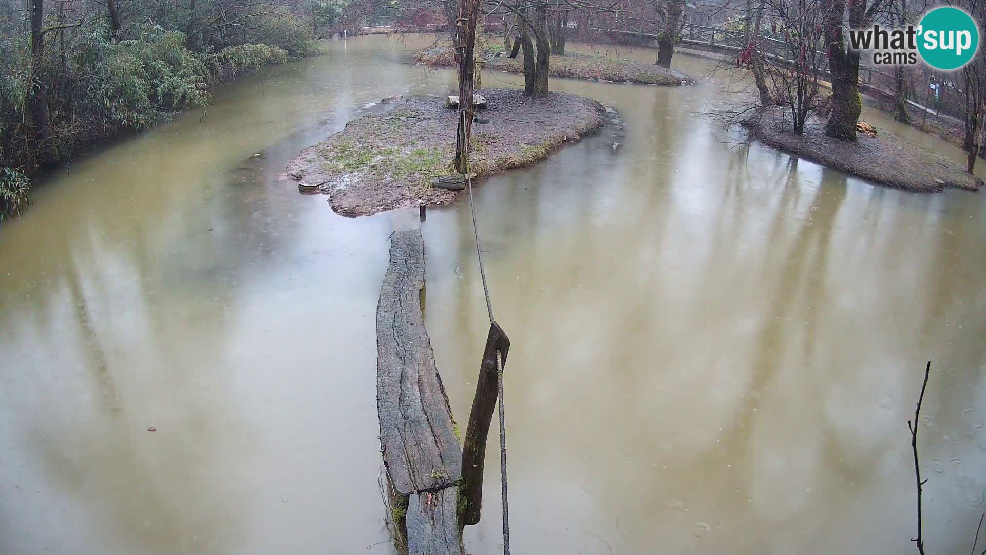 Vari bianconero Zoo Ljubljana webcam