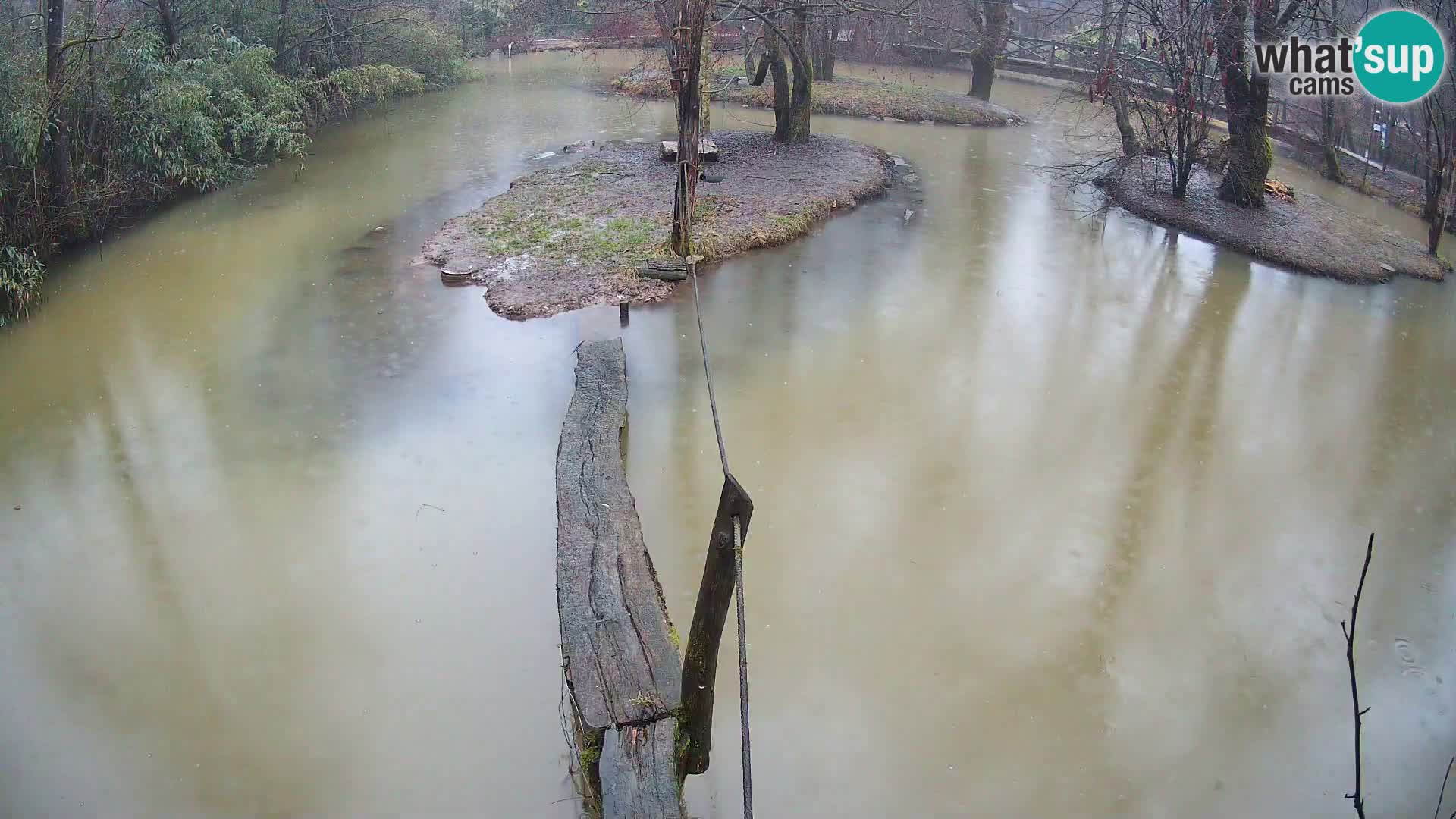 Navadni vari v živo – Ljubljana živalski vrt