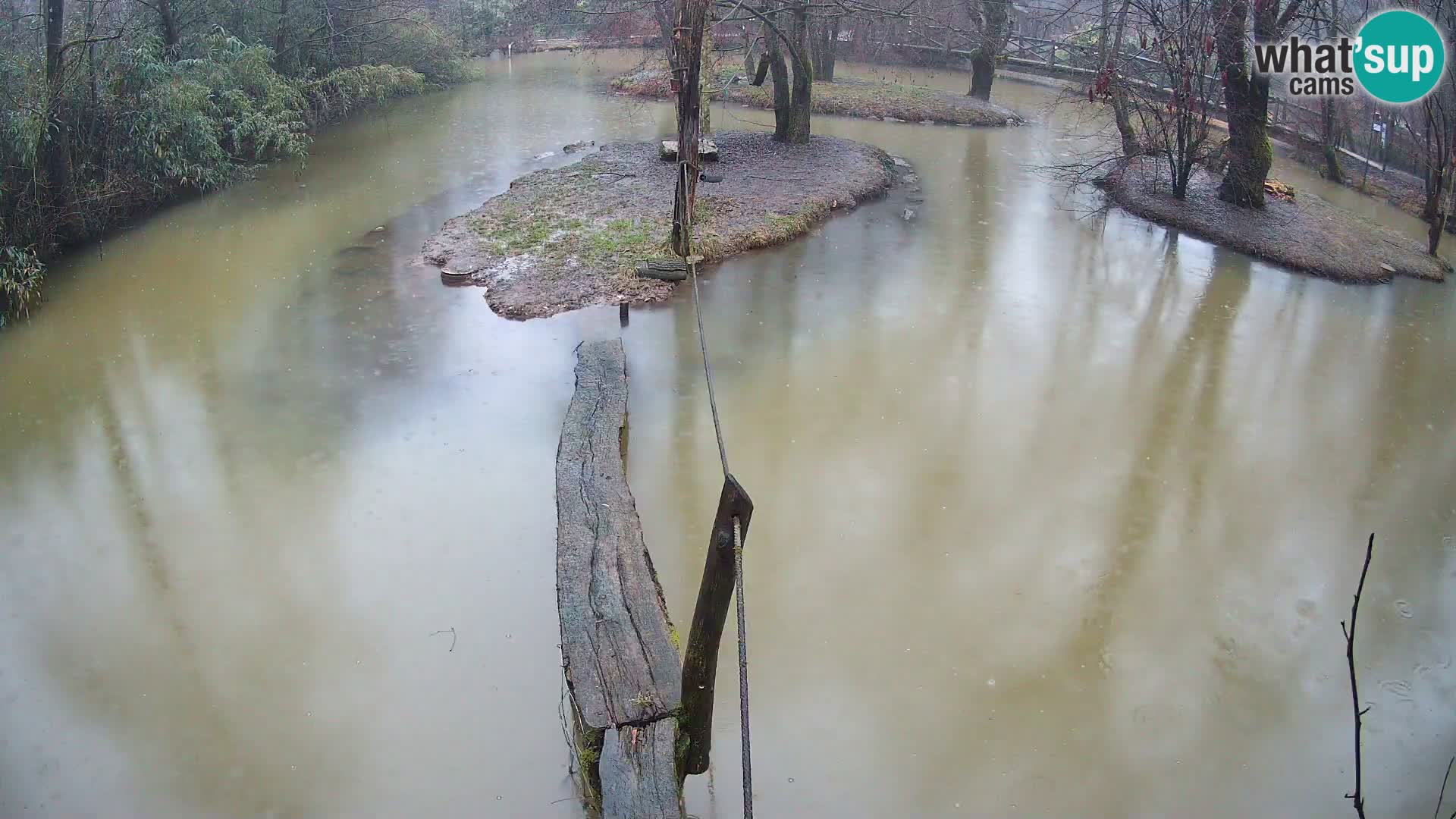 Vari noir et blanc – Ljubljana ZOO  livecam