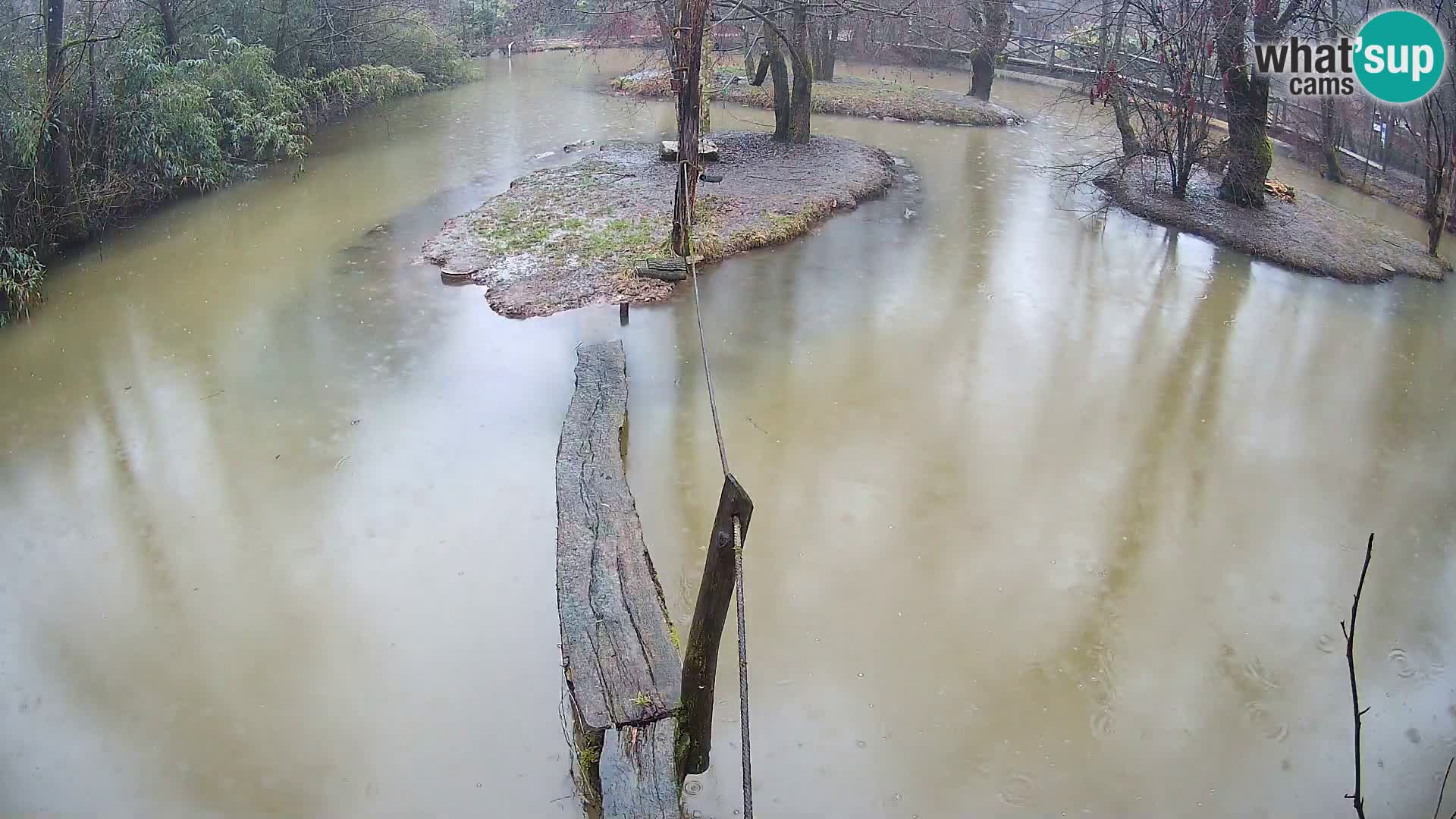 Navadni vari u živo – Ljubljana zoo