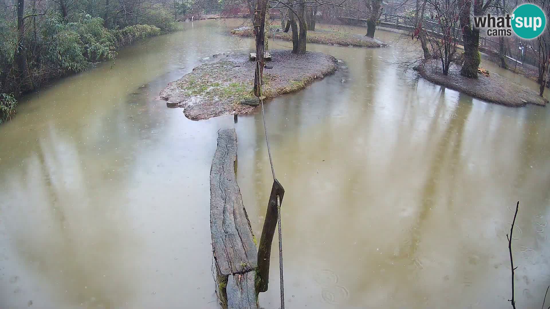 Vari bianconero Zoo Ljubljana webcam