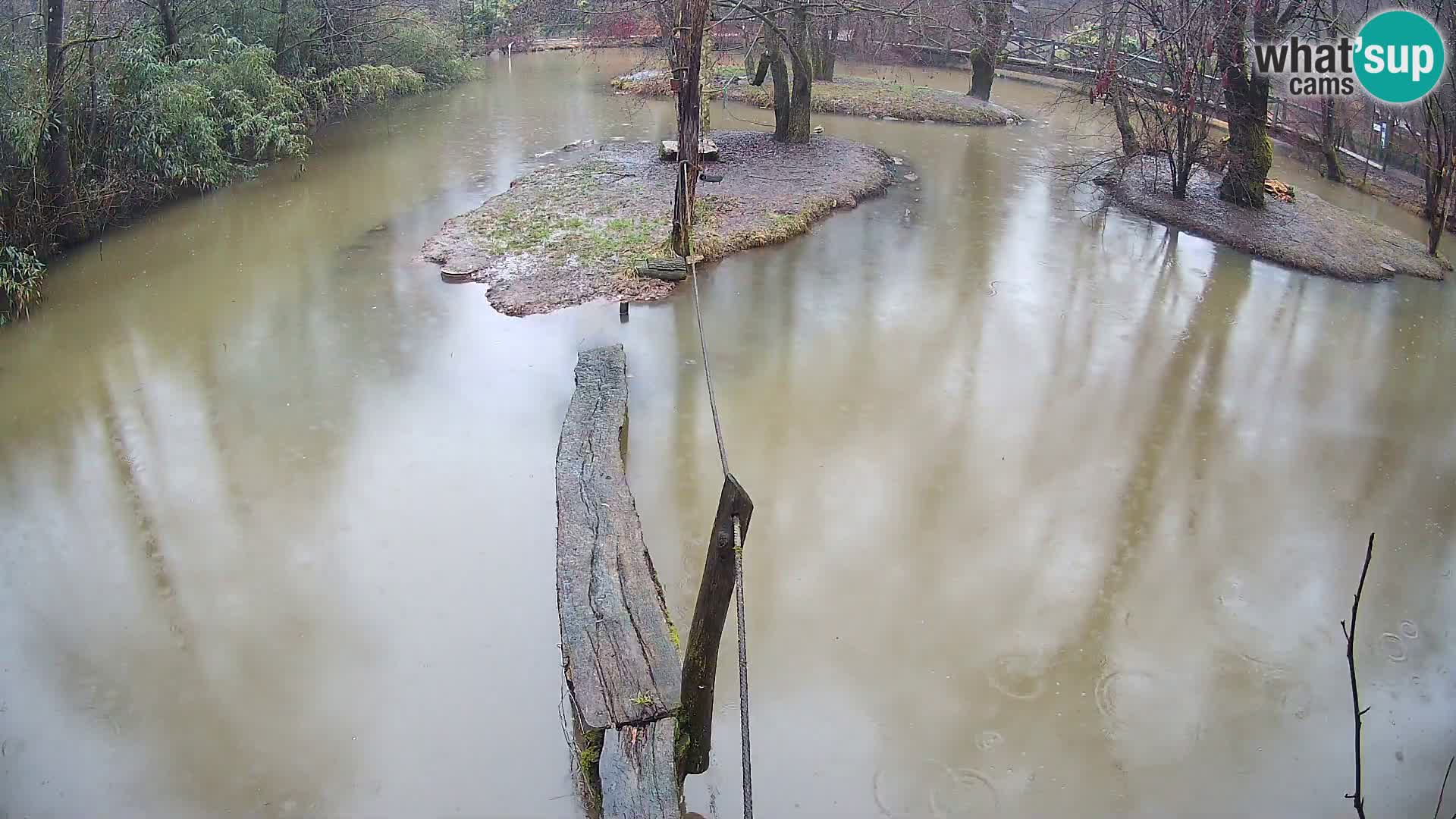 Schwarzweiße Vari Zoo Ljubljana webcam