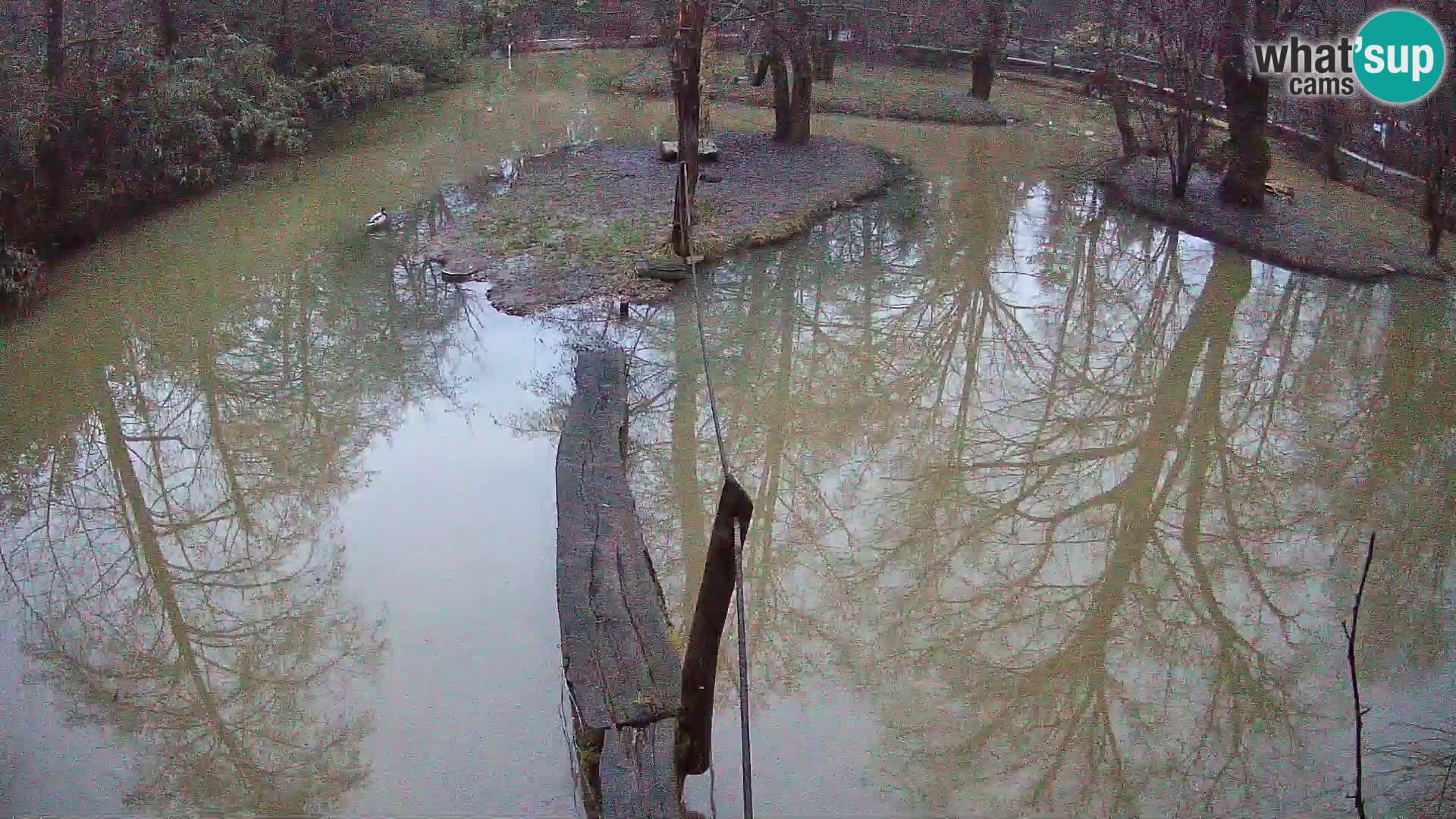 Schwarzweiße Vari Zoo Ljubljana webcam