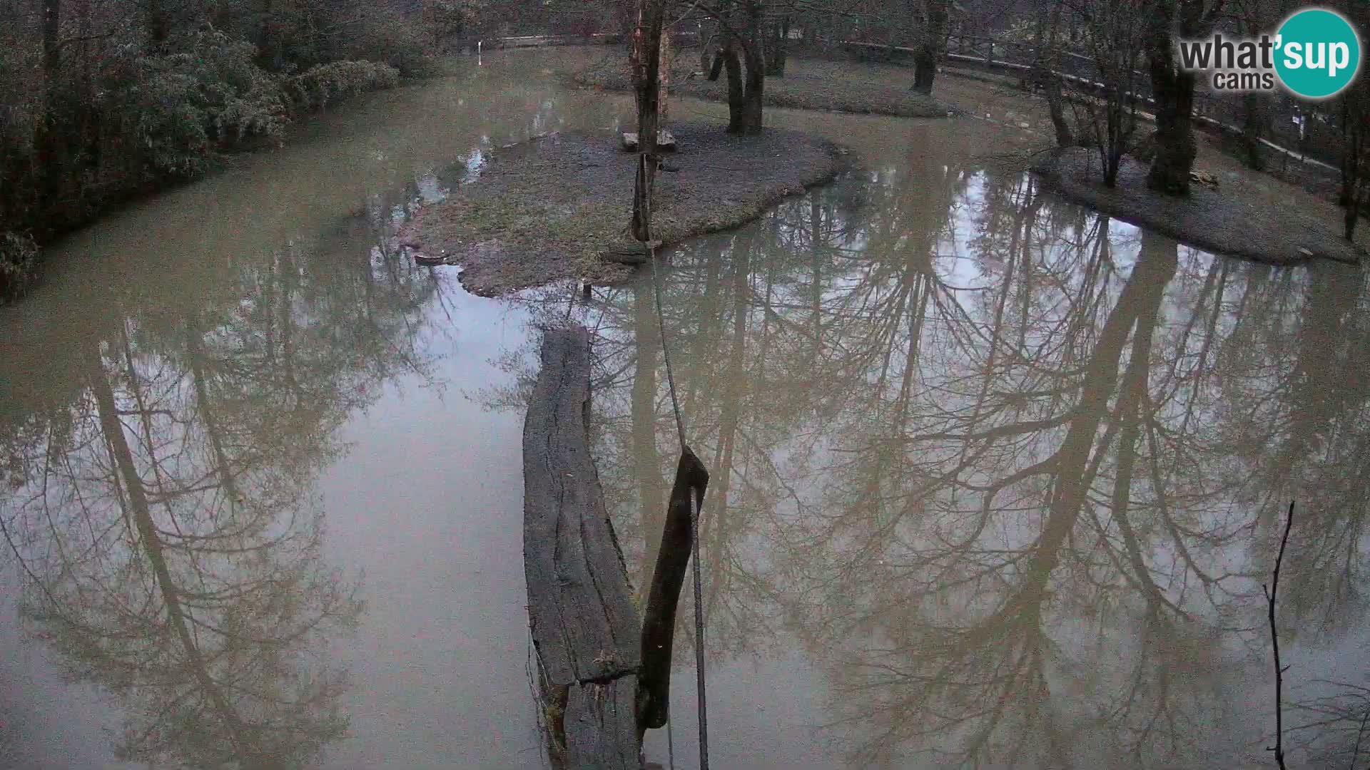 Lémur rufo blanco y negro – Ljubljana Zoo en vivo