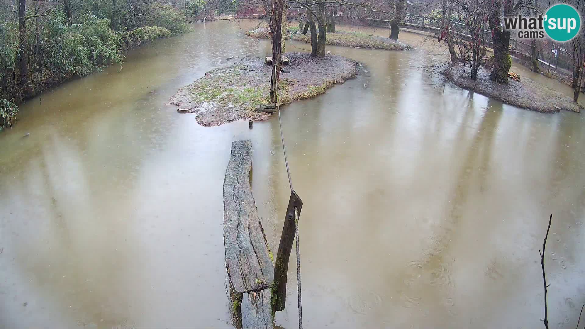 Black and white ruffed lemur Ljubljana Zoo live cam