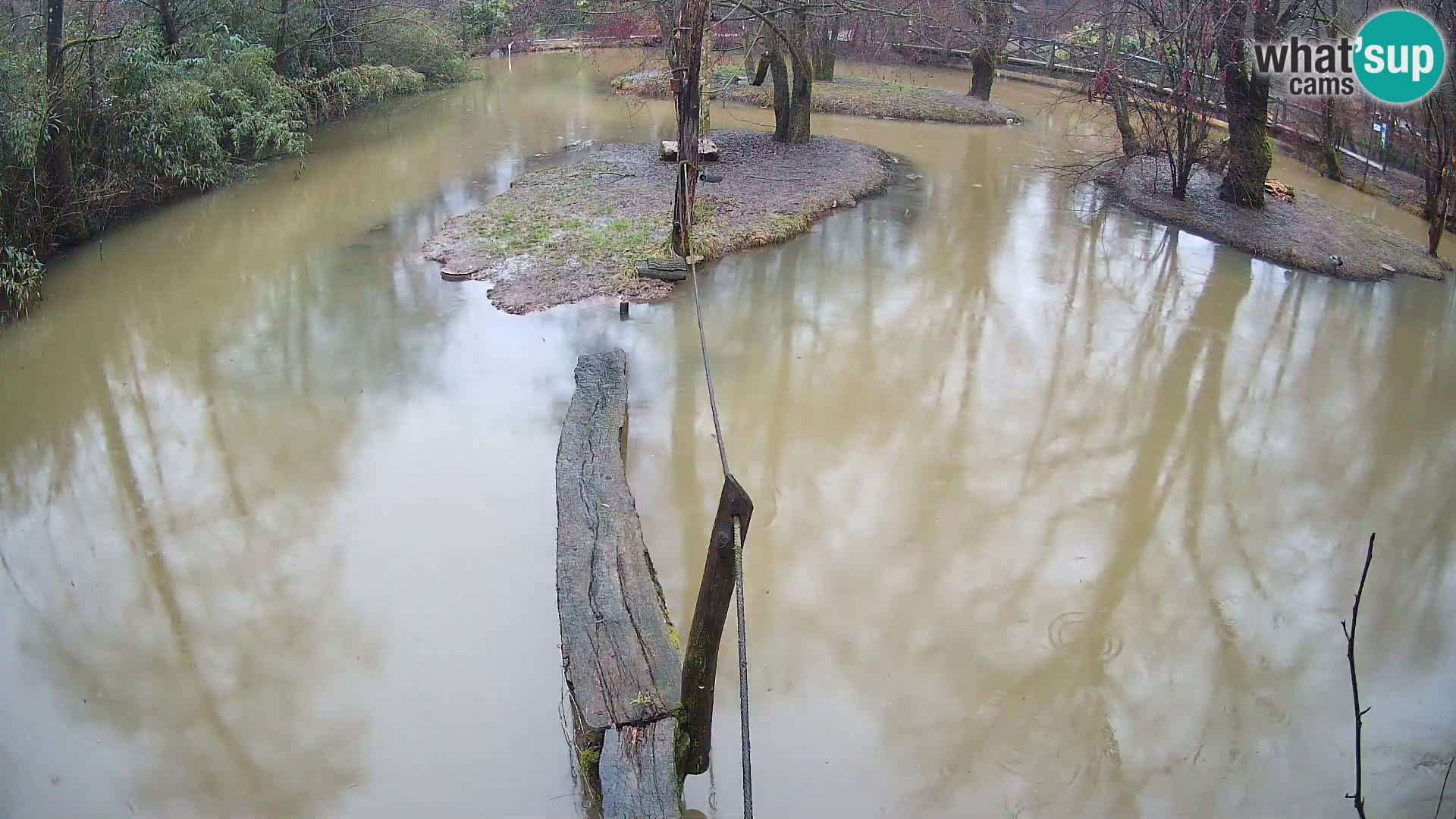 Schwarzweiße Vari Zoo Ljubljana webcam
