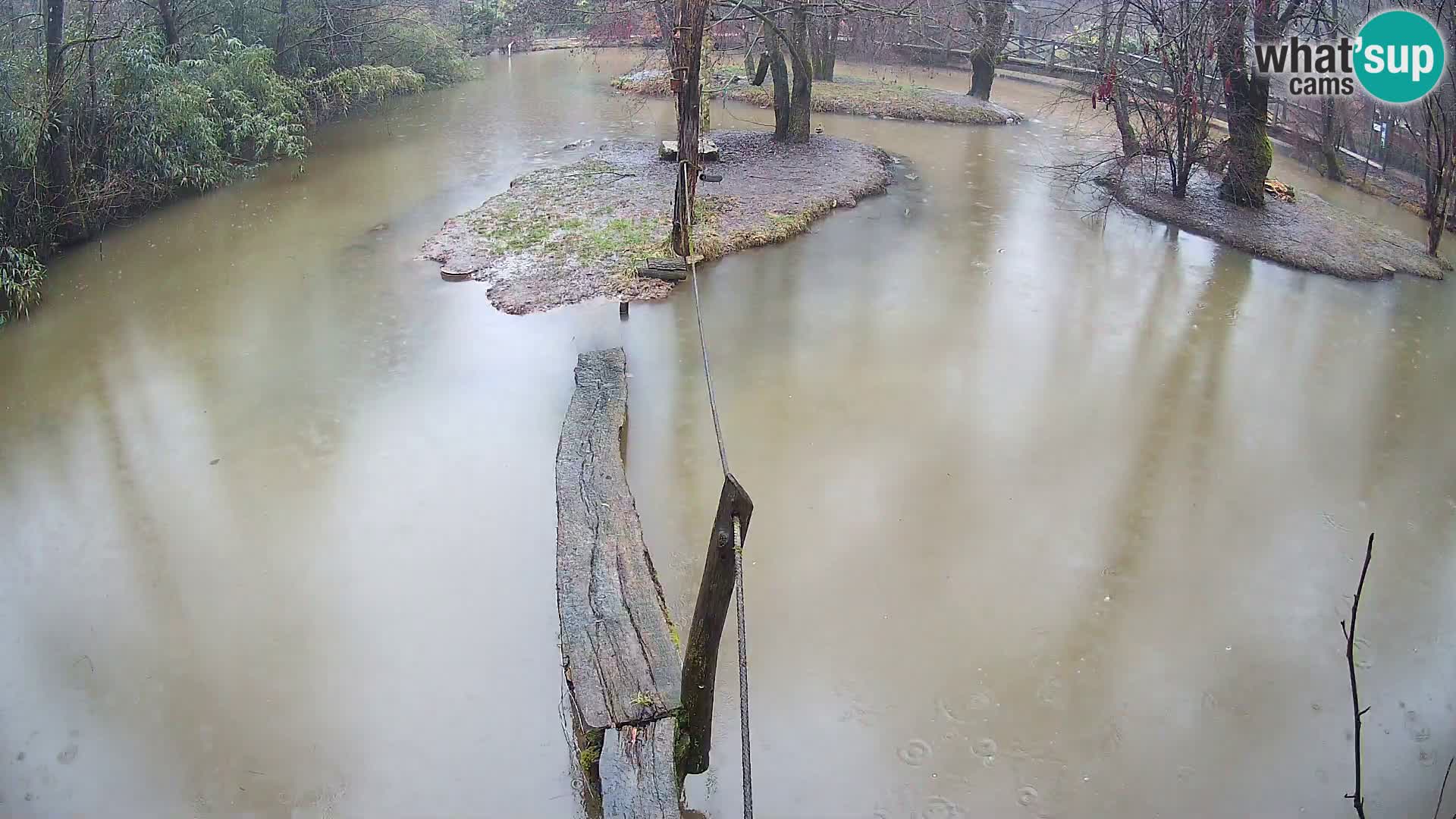 Schwarzweiße Vari Zoo Ljubljana webcam