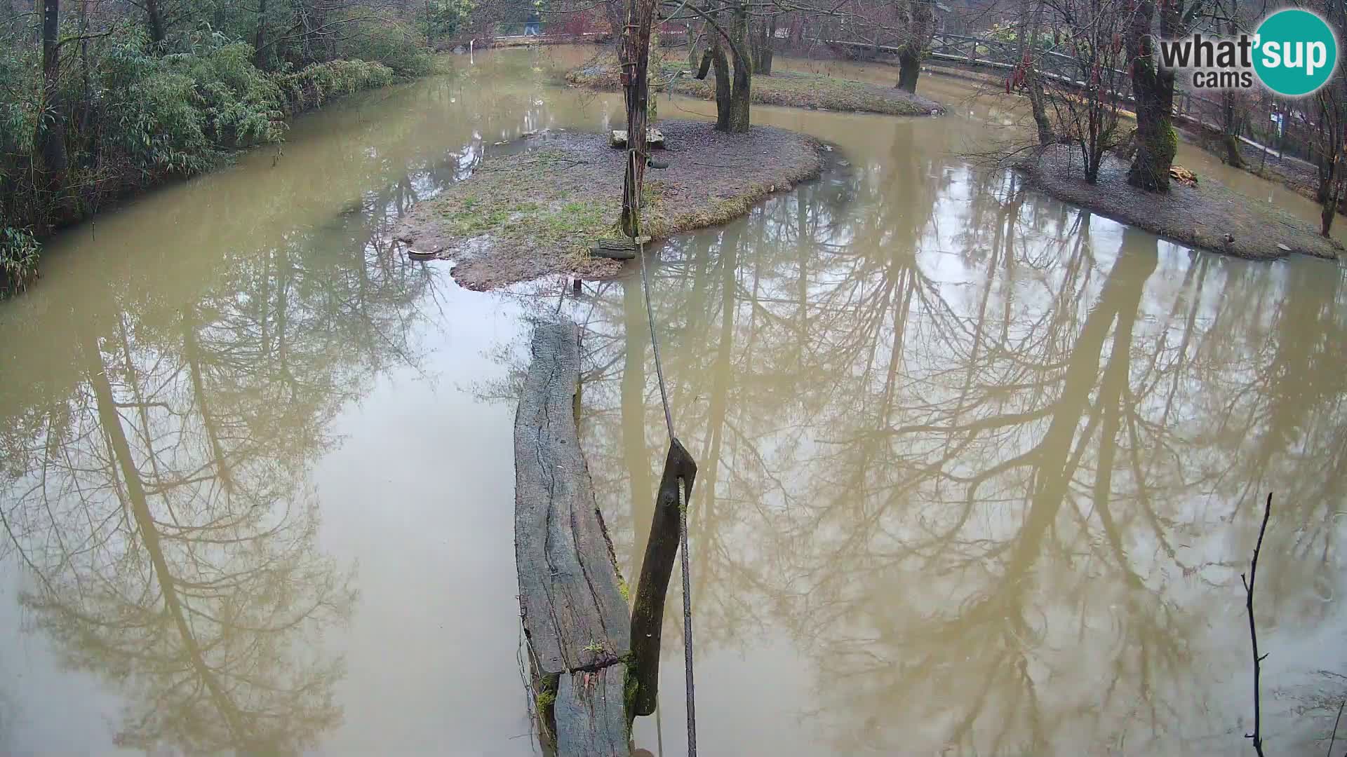 Navadni vari u živo – Ljubljana zoo