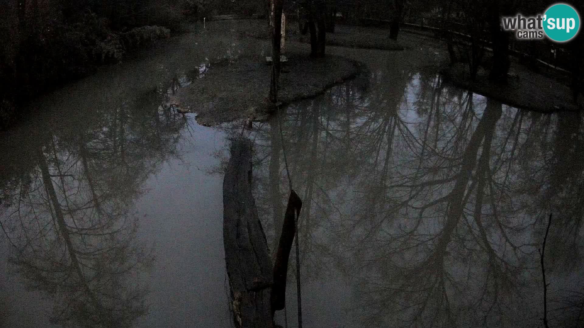 Vari bianconero Zoo Ljubljana webcam