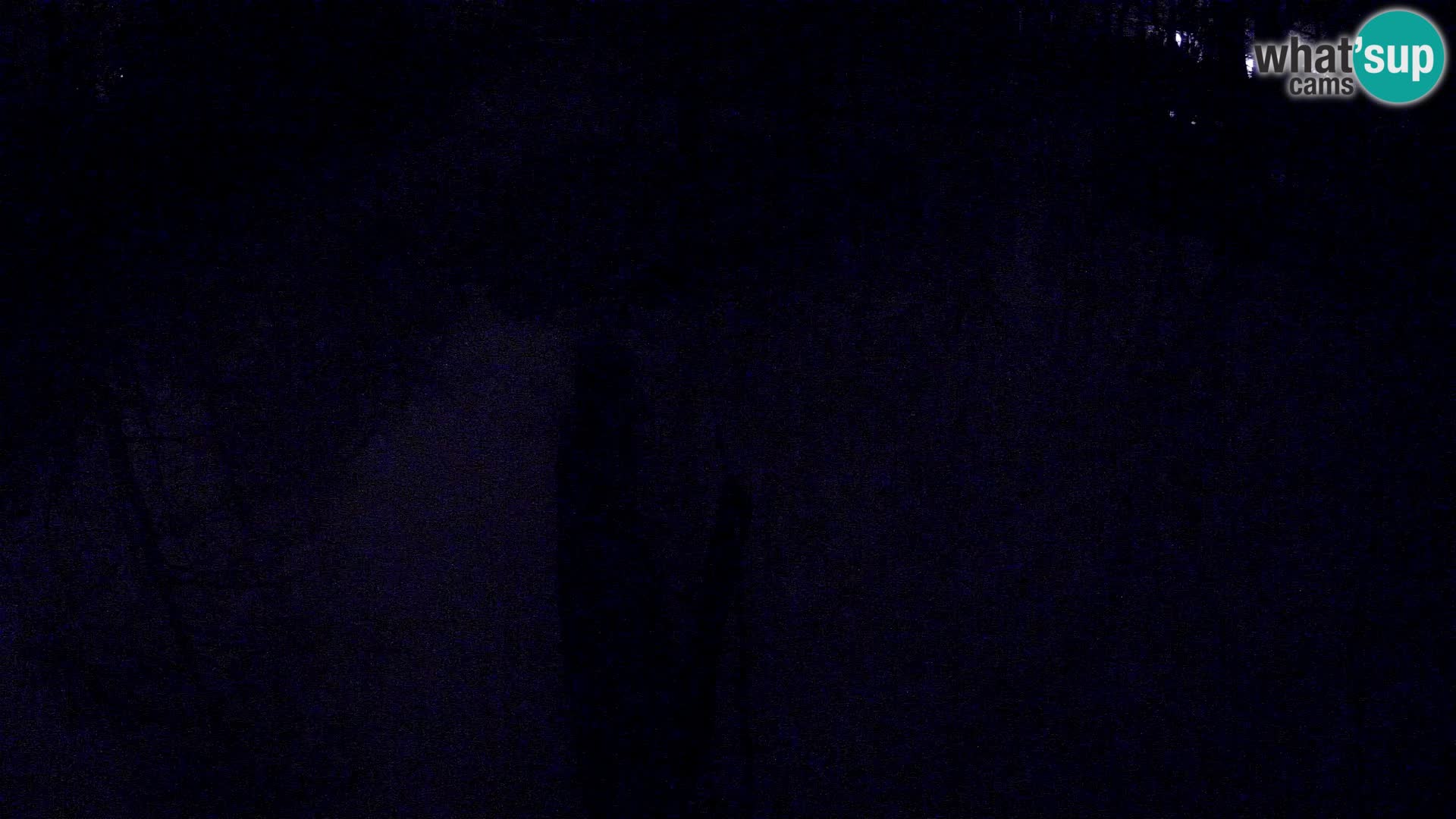 Schwarzweiße Vari Zoo Ljubljana webcam