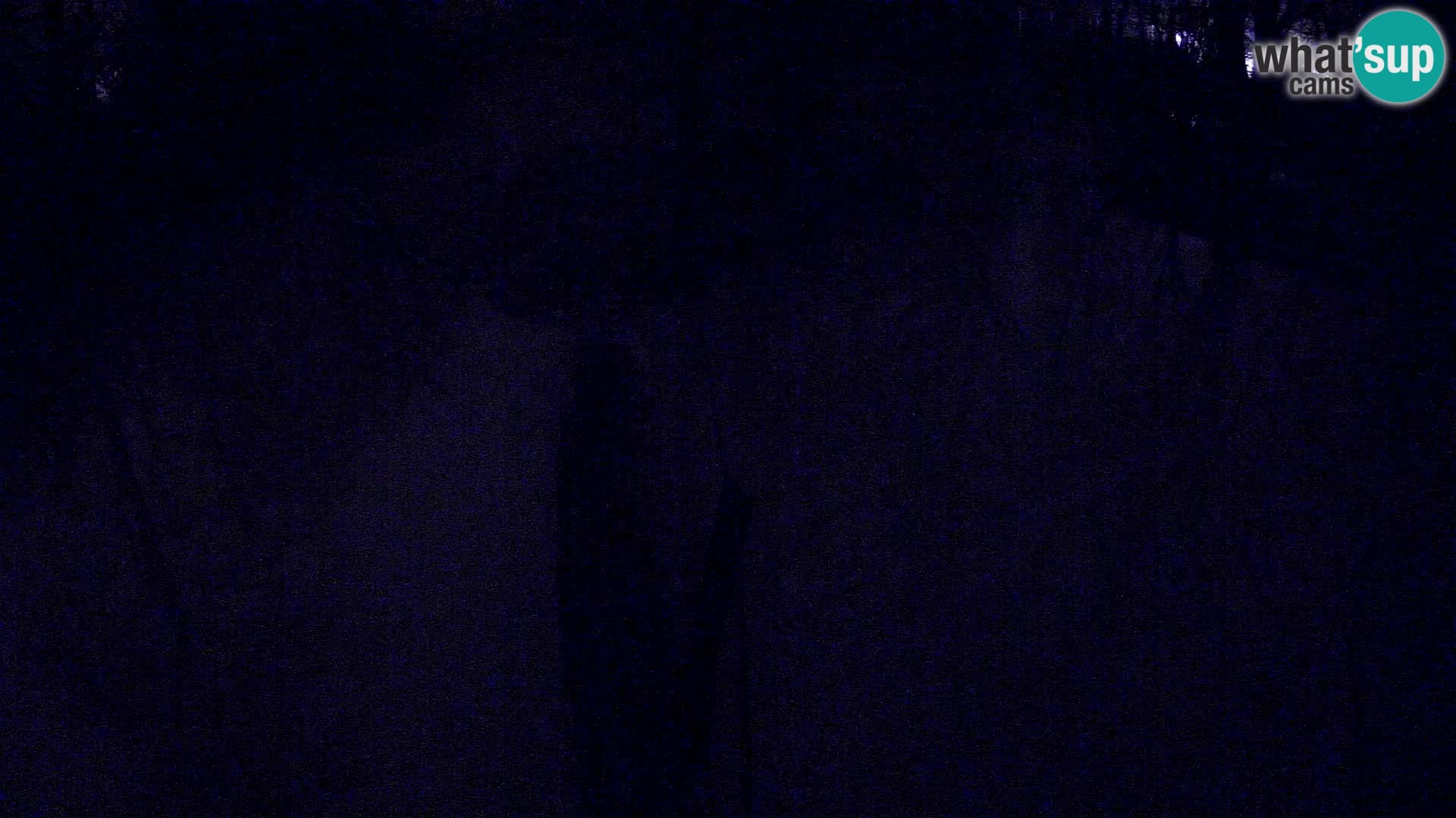 Black and white ruffed lemur Ljubljana Zoo live cam