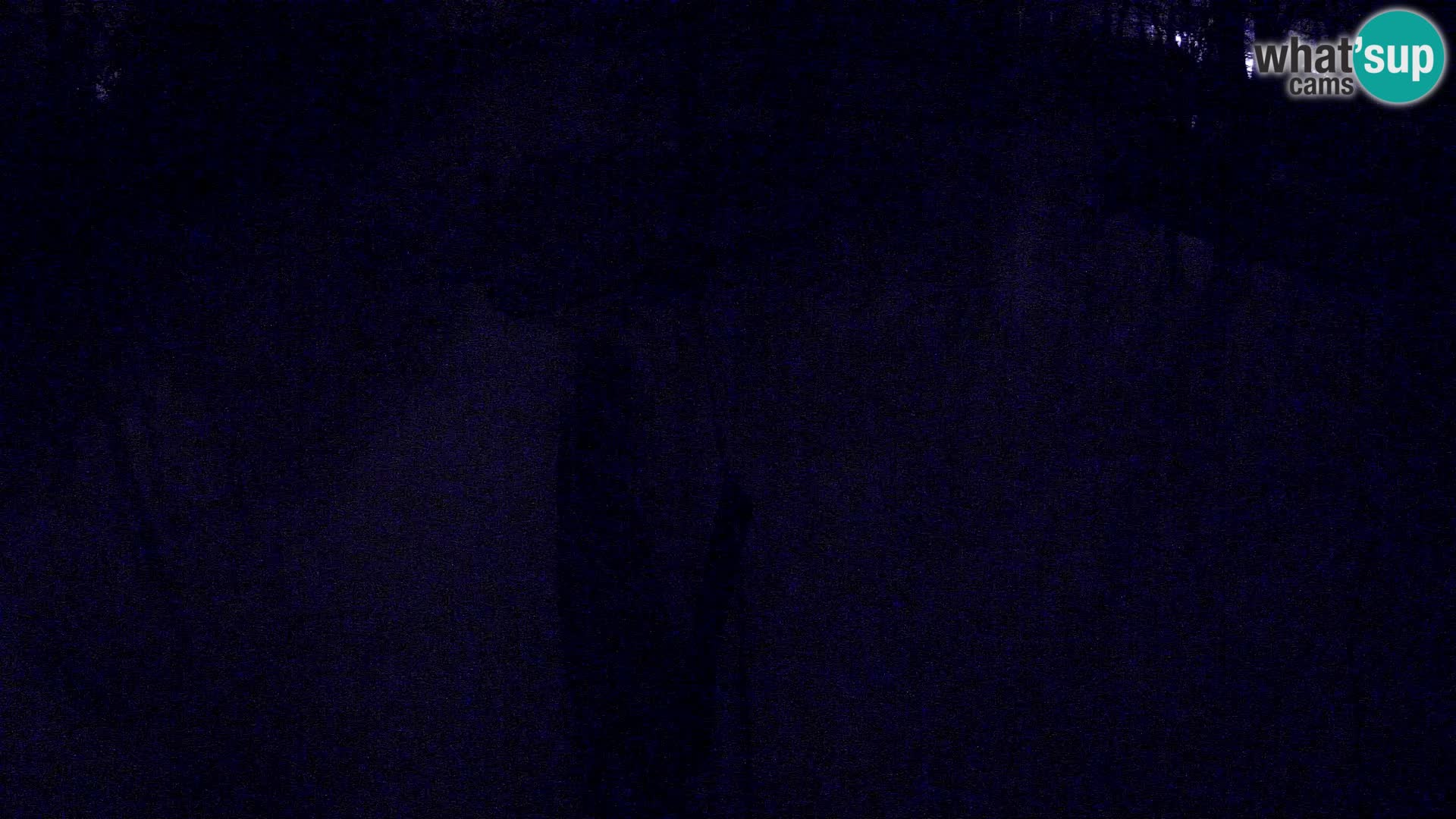 Black and white ruffed lemur Ljubljana Zoo live cam