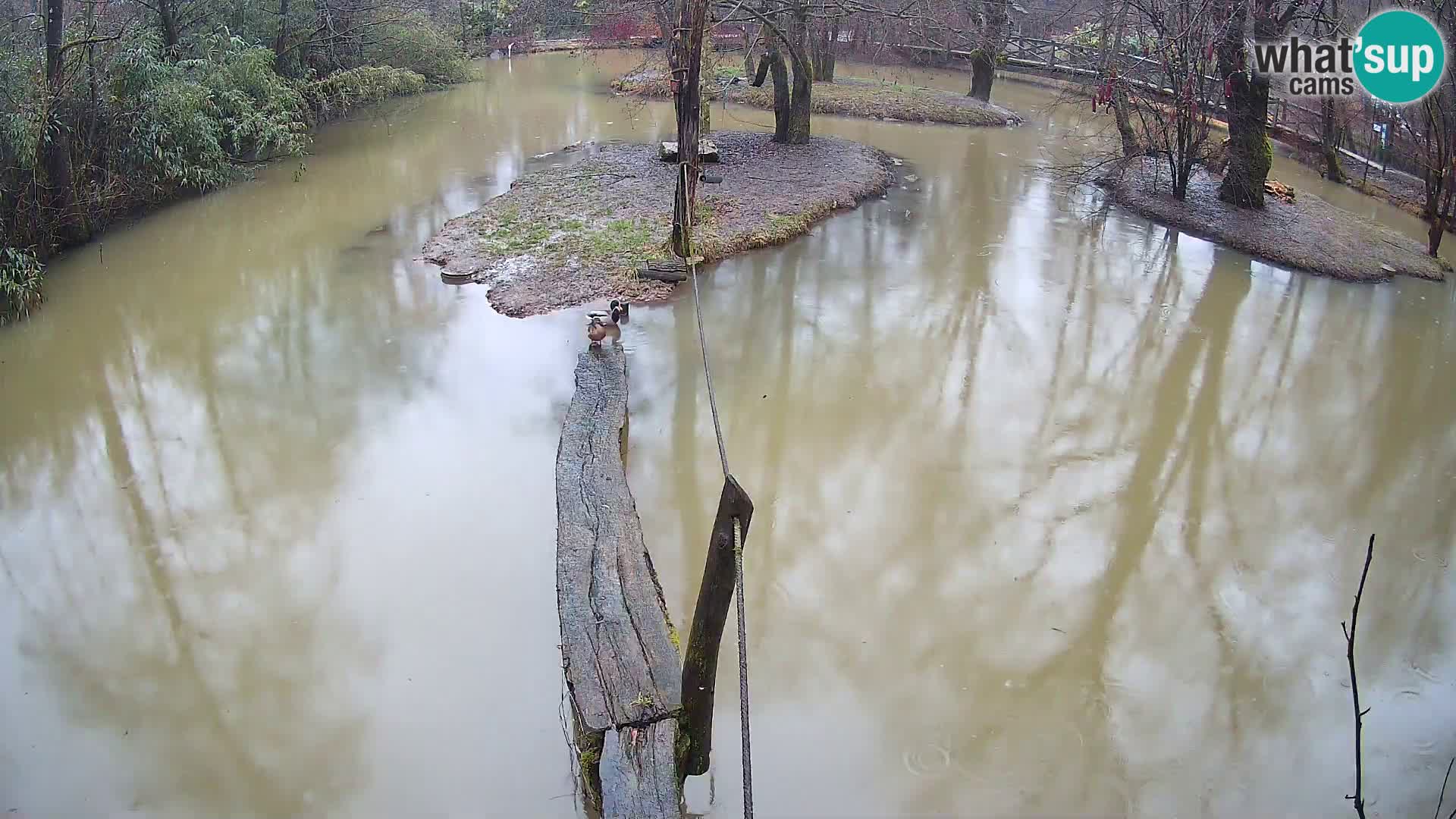 Navadni vari u živo – Ljubljana zoo