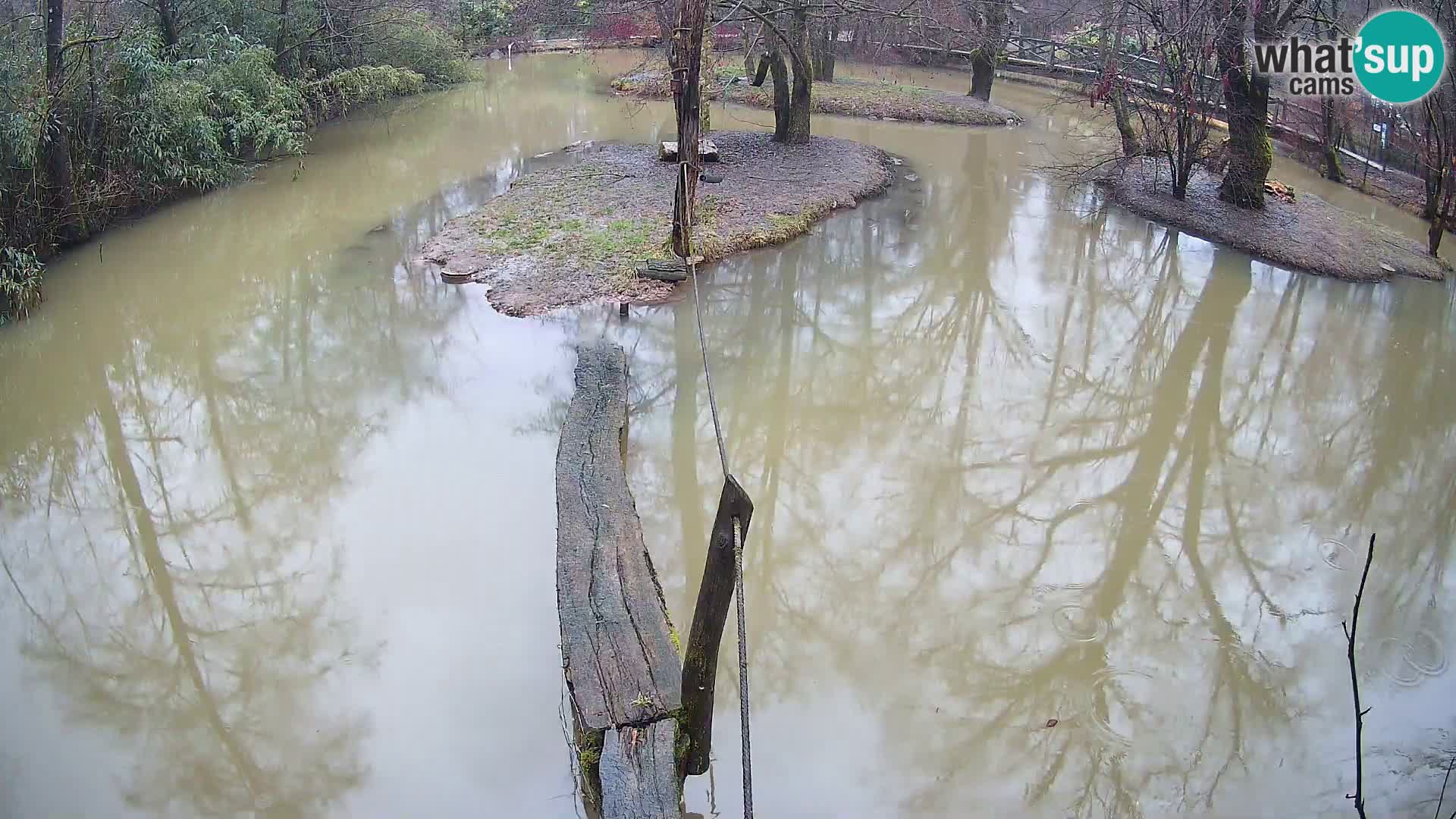 Black and white ruffed lemur Ljubljana Zoo live cam