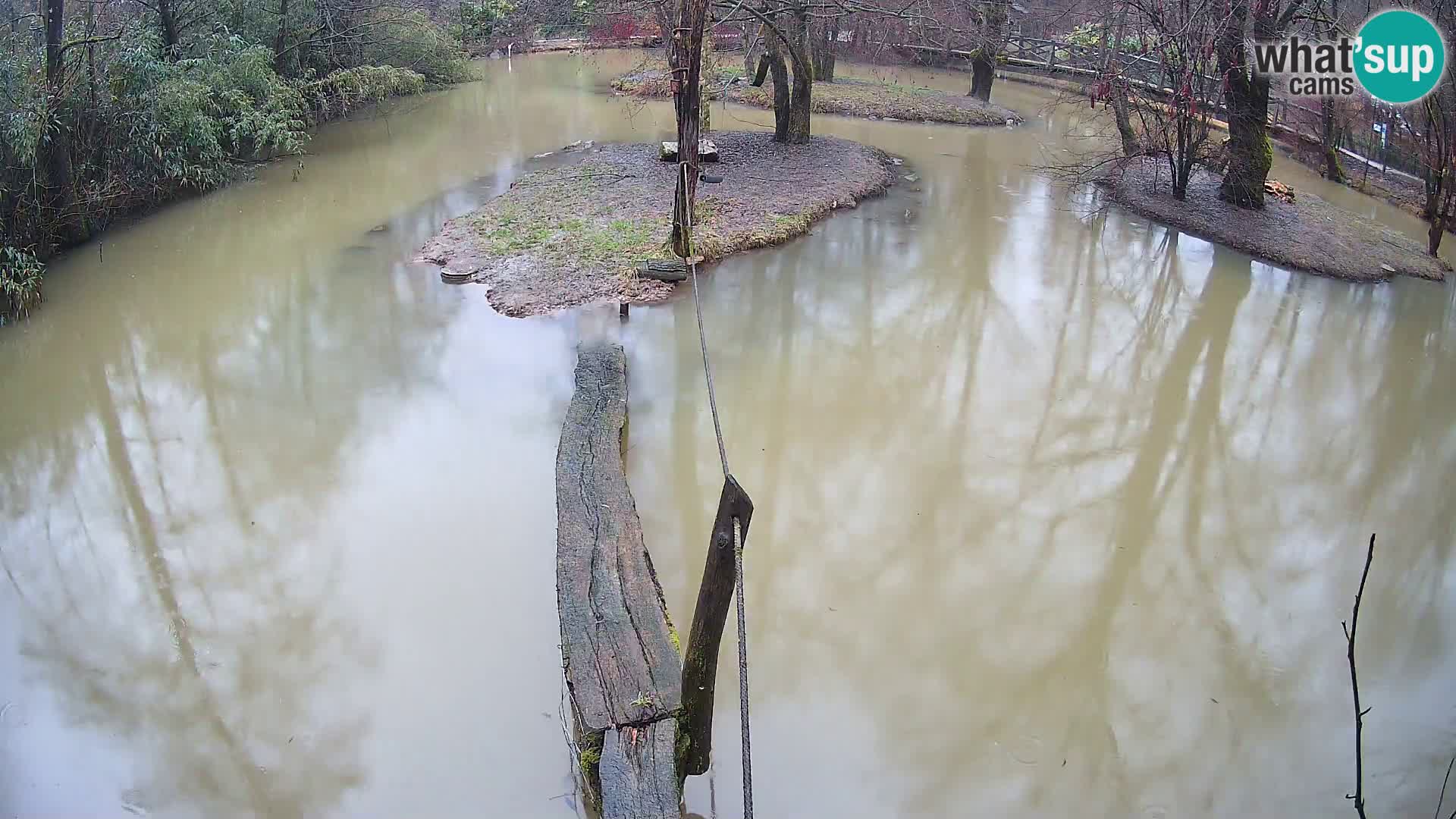 Vari bianconero Zoo Ljubljana webcam