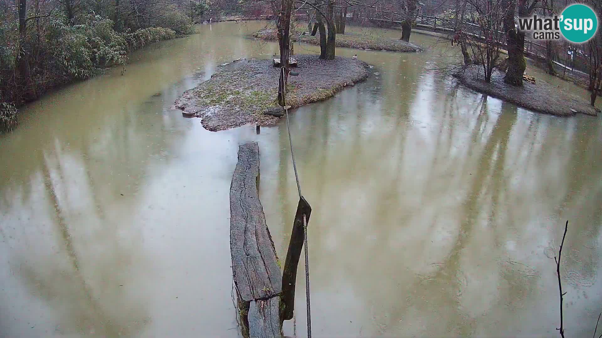 Vari bianconero Zoo Ljubljana webcam