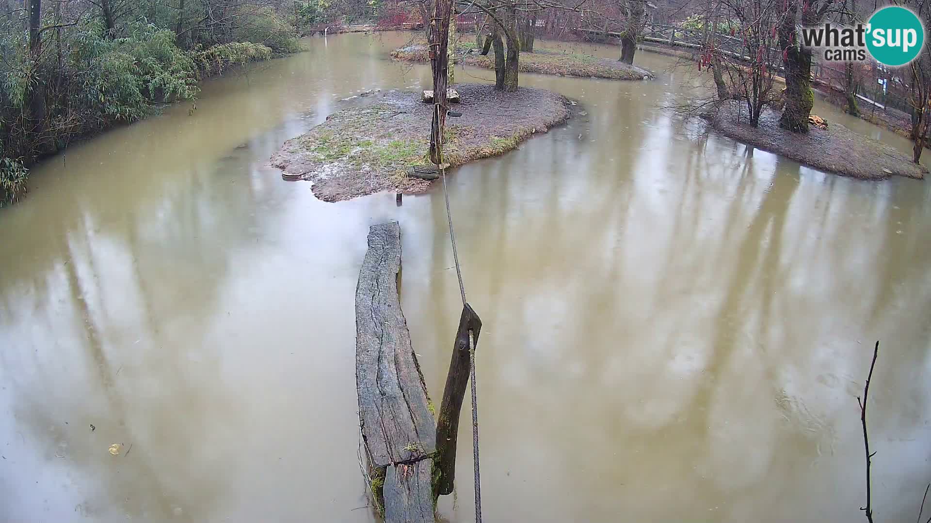 Schwarzweiße Vari Zoo Ljubljana webcam