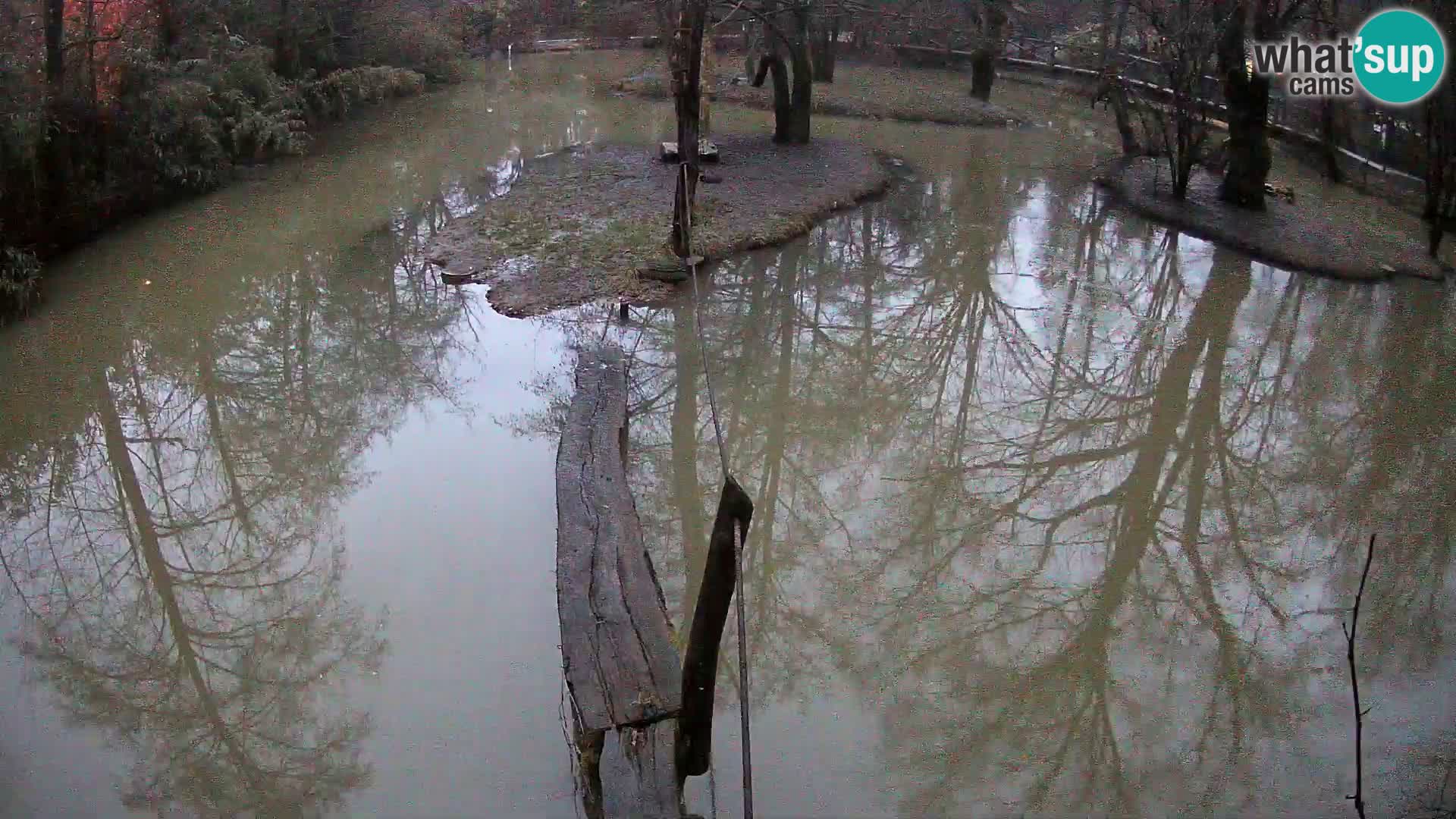 Navadni vari v živo – Ljubljana živalski vrt