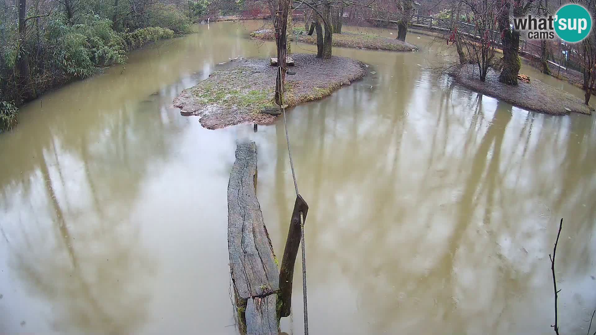 Lémur rufo blanco y negro – Ljubljana Zoo en vivo