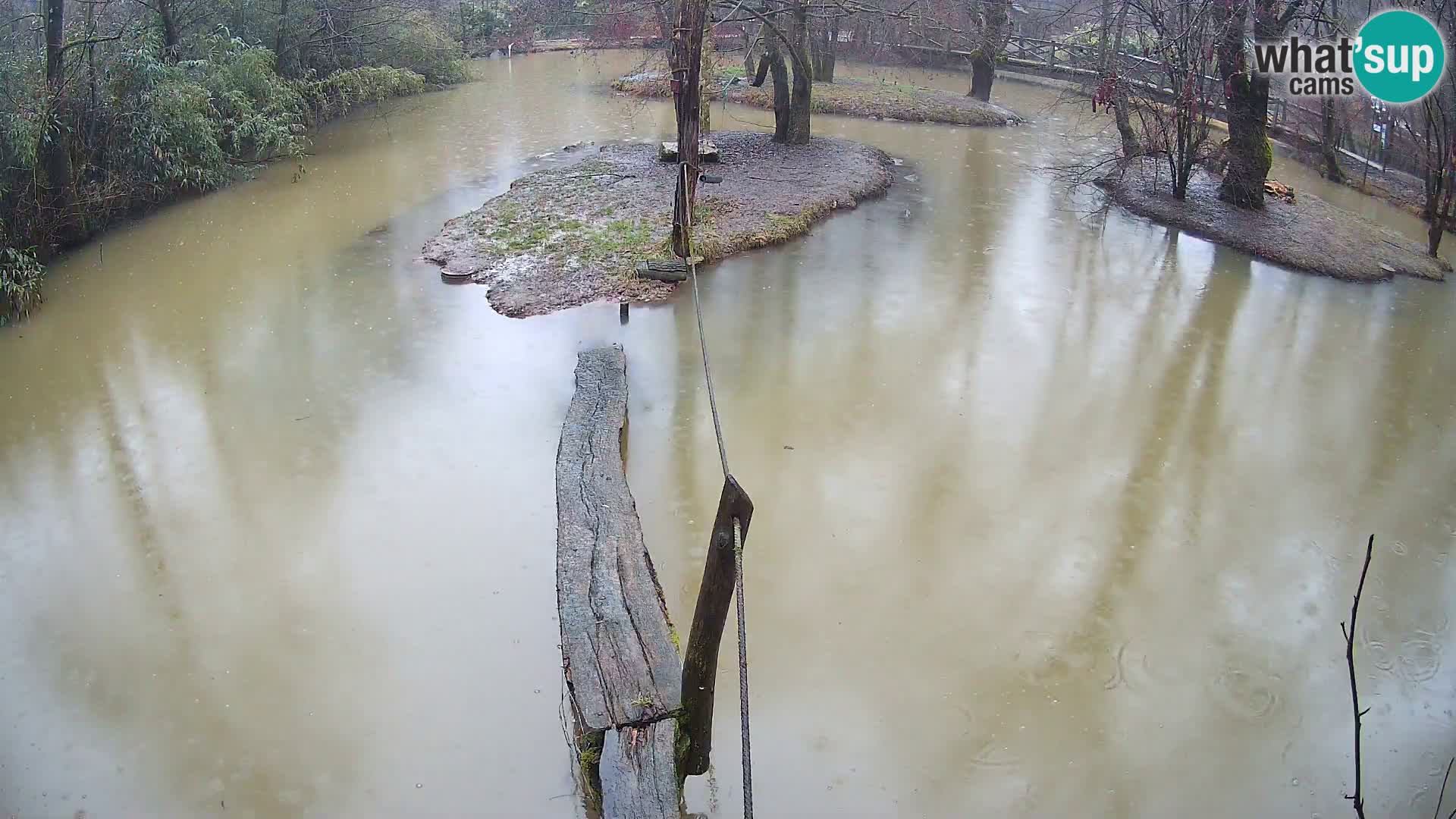 Navadni vari v živo – Ljubljana živalski vrt