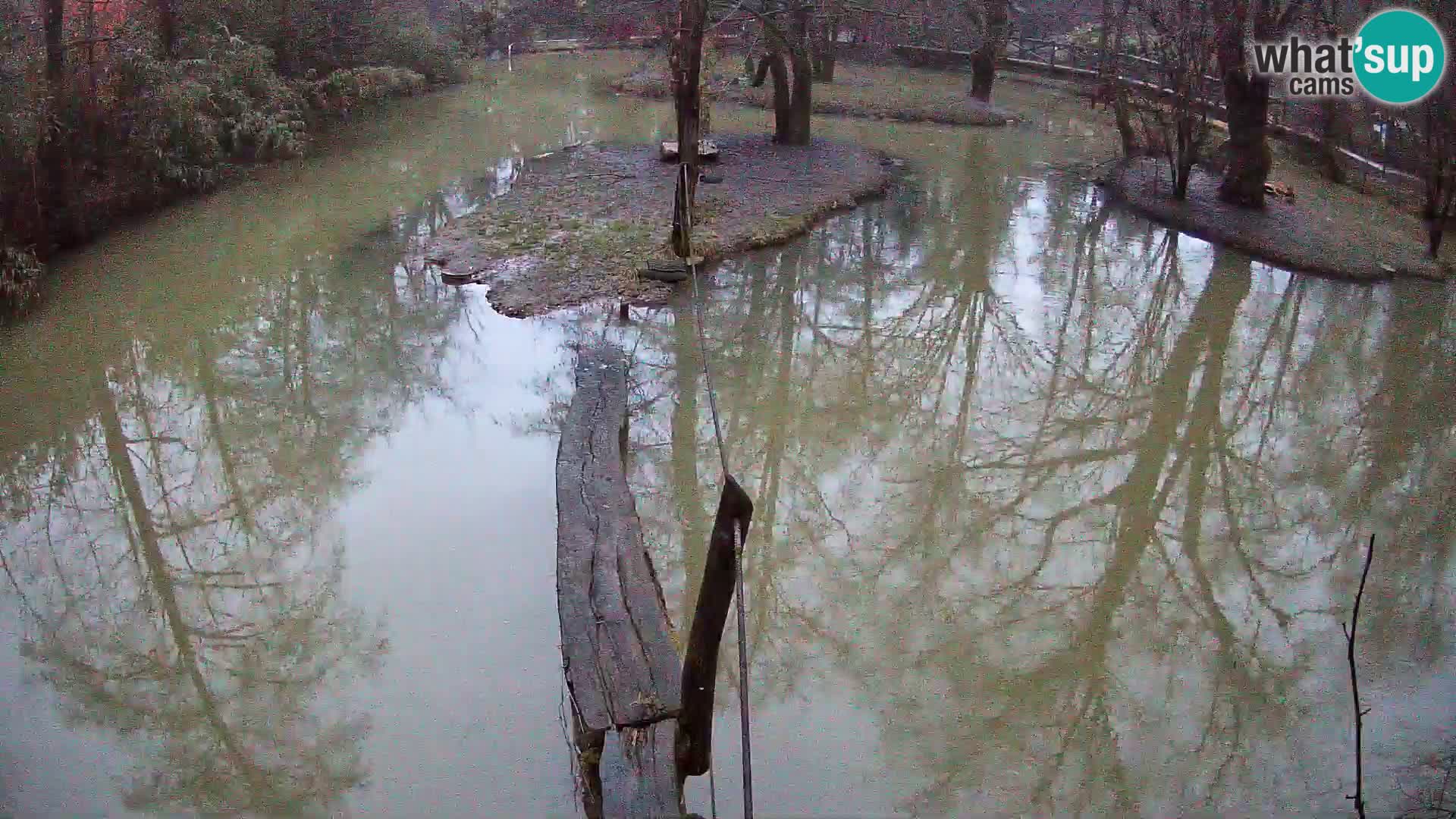 Navadni vari v živo – Ljubljana živalski vrt