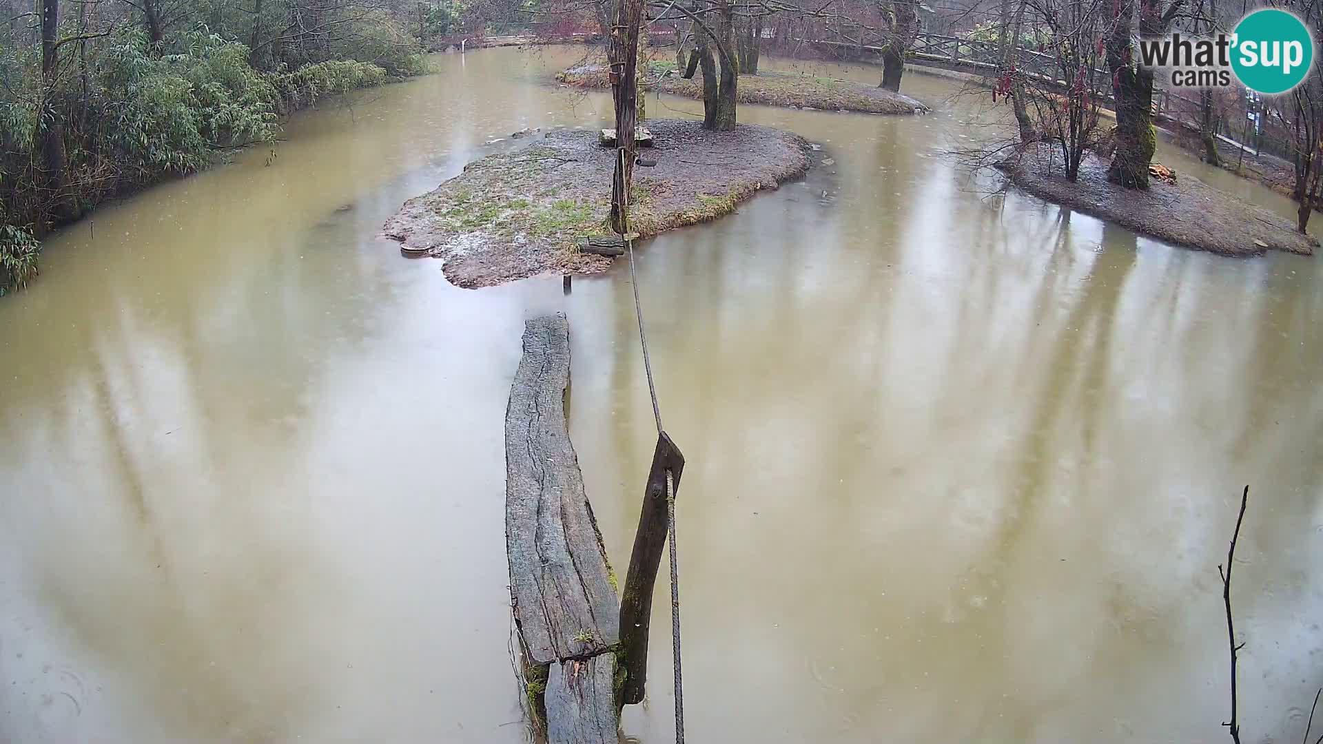 Navadni vari u živo – Ljubljana zoo
