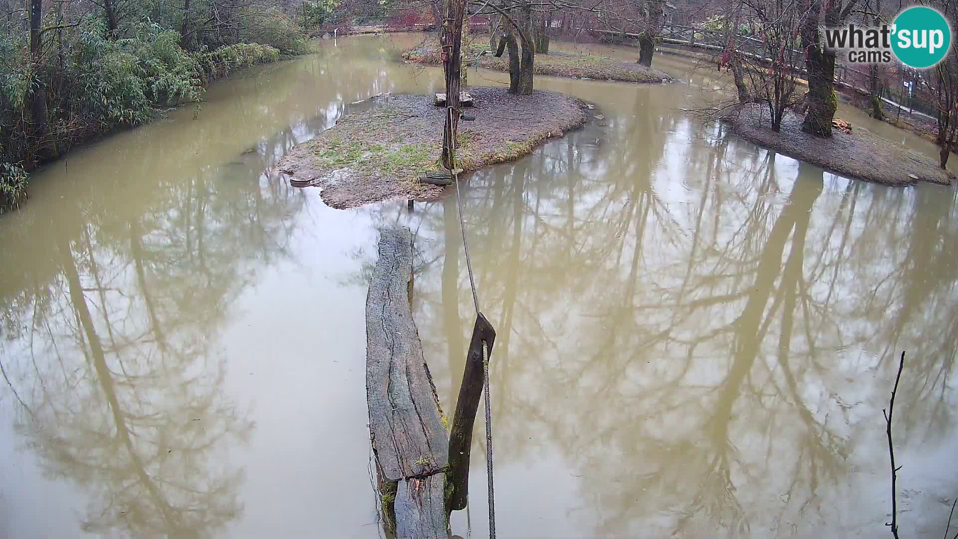 Schwarzweiße Vari Zoo Ljubljana webcam