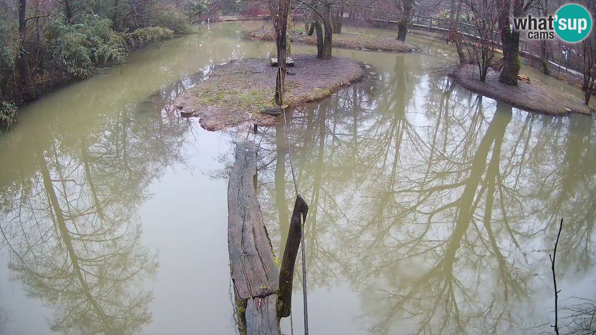 Vari noir et blanc – Ljubljana ZOO  livecam