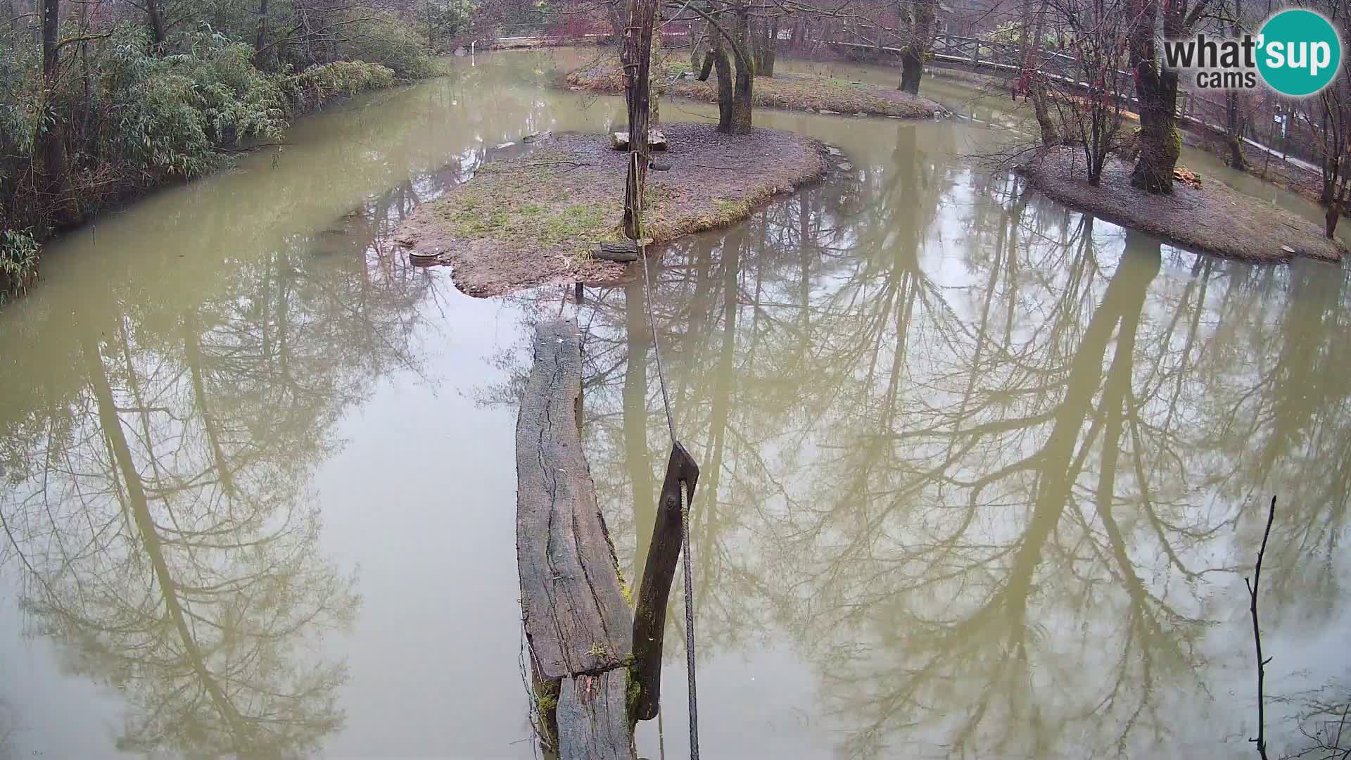 Vari noir et blanc – Ljubljana ZOO  livecam