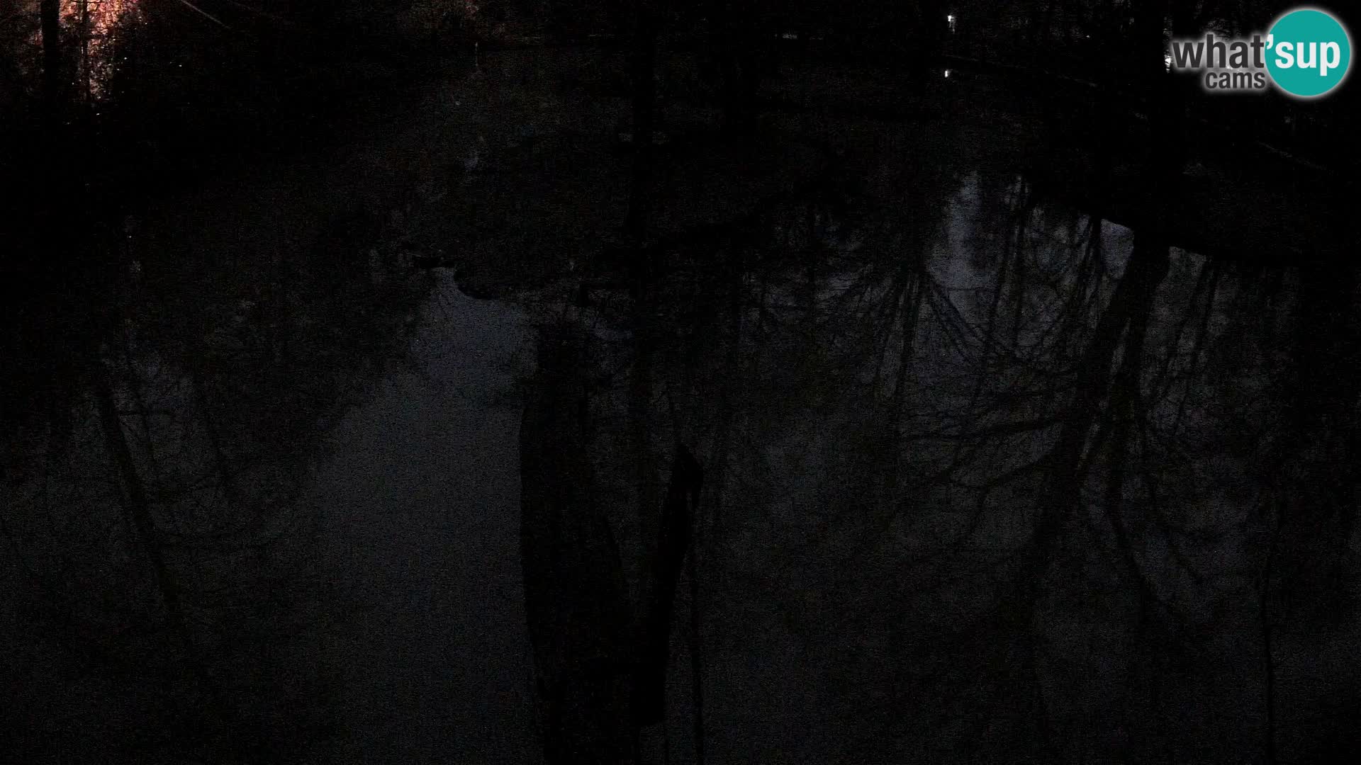 Lémur rufo blanco y negro – Ljubljana Zoo en vivo