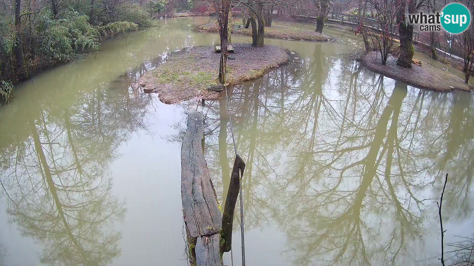 Lémur rufo blanco y negro – Ljubljana Zoo en vivo
