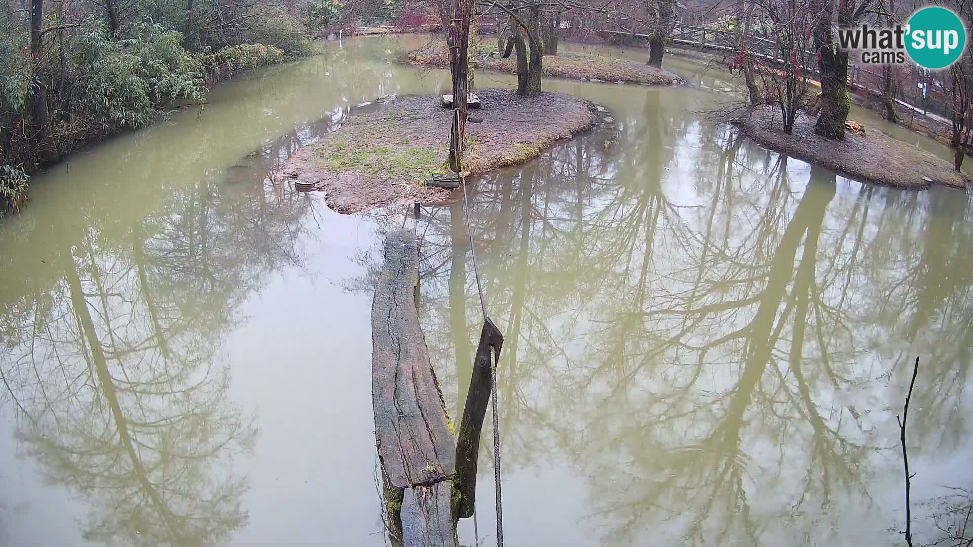 Lémur rufo blanco y negro – Ljubljana Zoo en vivo