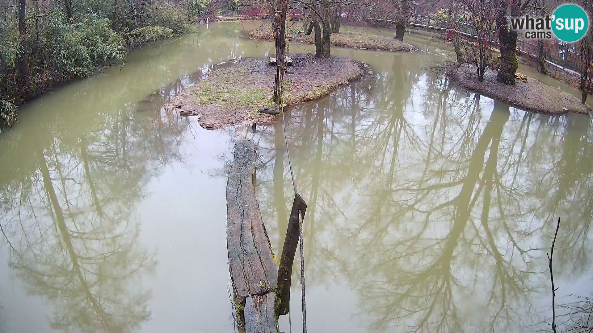Navadni vari u živo – Ljubljana zoo