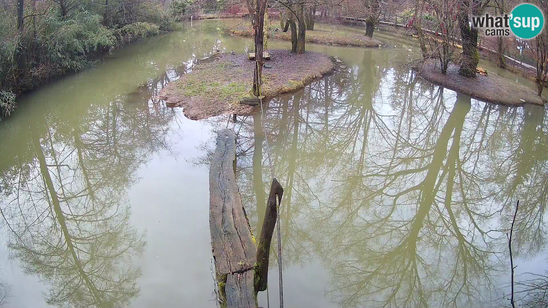 Schwarzweiße Vari Zoo Ljubljana webcam