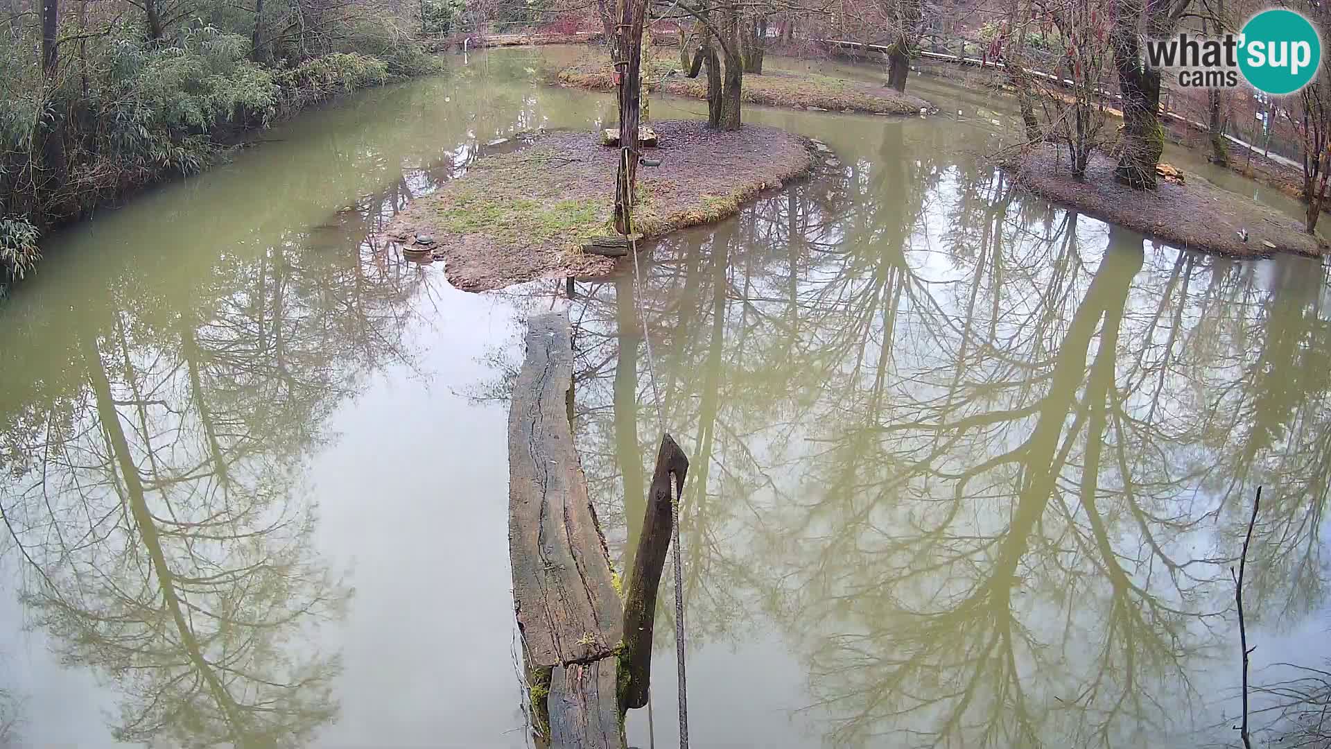 Lémur rufo blanco y negro – Ljubljana Zoo en vivo