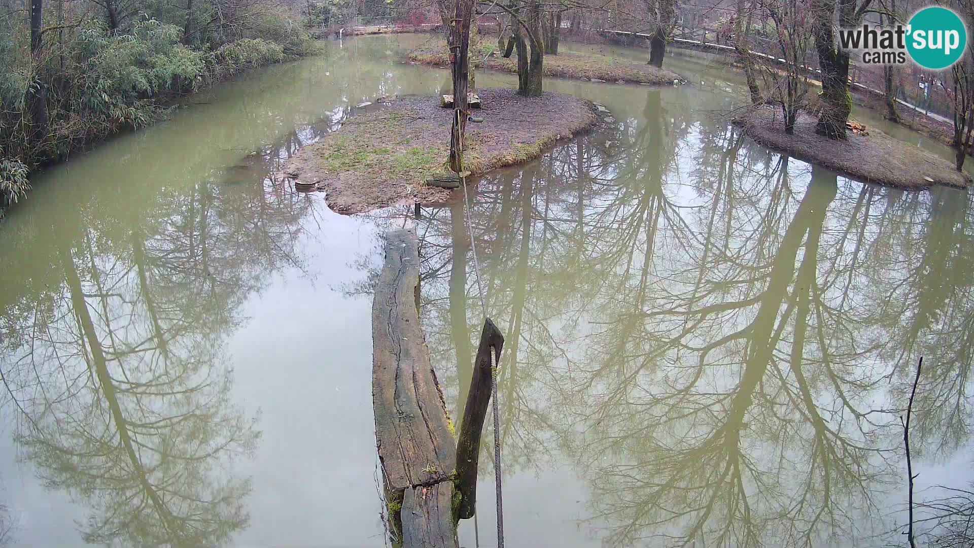 Black and white ruffed lemur Ljubljana Zoo live cam