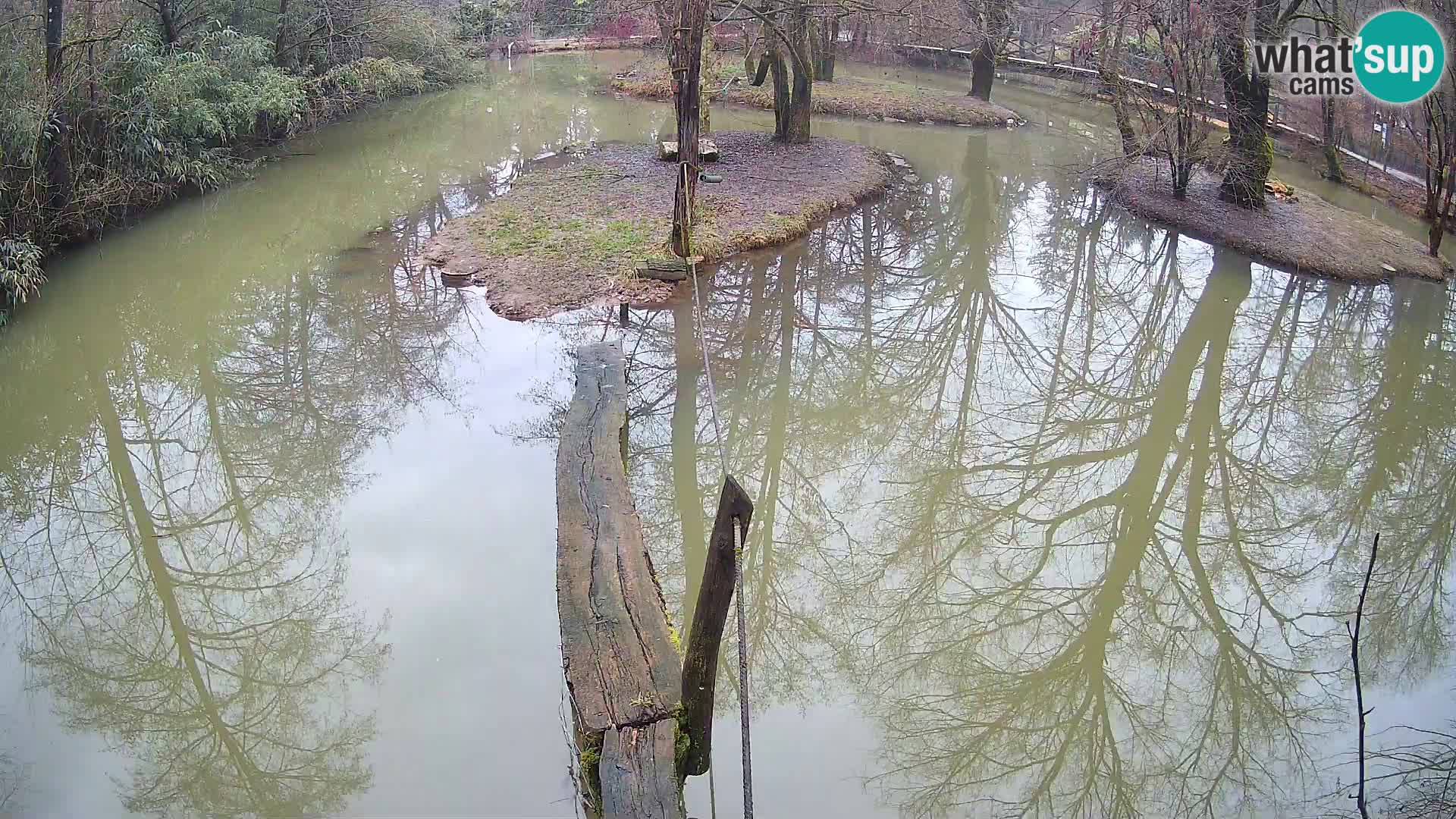 Vari bianconero Zoo Ljubljana webcam