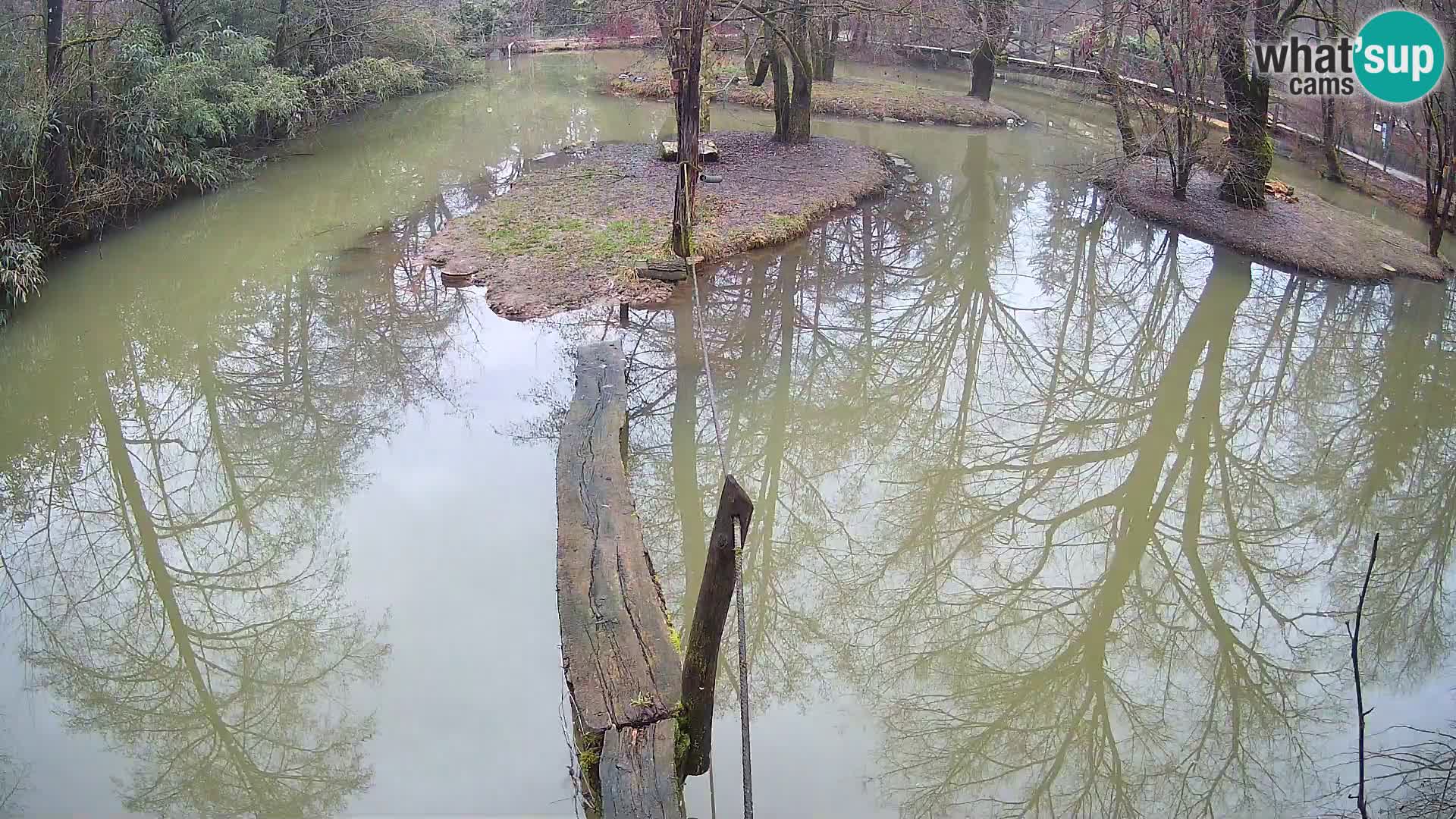 Navadni vari v živo – Ljubljana živalski vrt