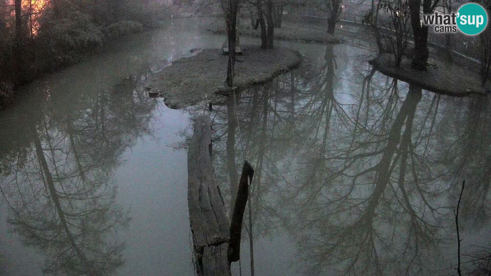 Schwarzweiße Vari Zoo Ljubljana webcam