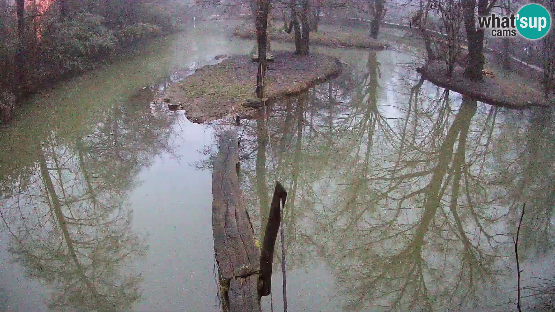 Lémur rufo blanco y negro – Ljubljana Zoo en vivo