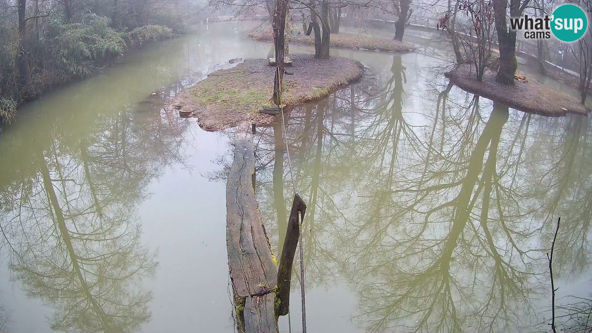 Navadni vari u živo – Ljubljana zoo