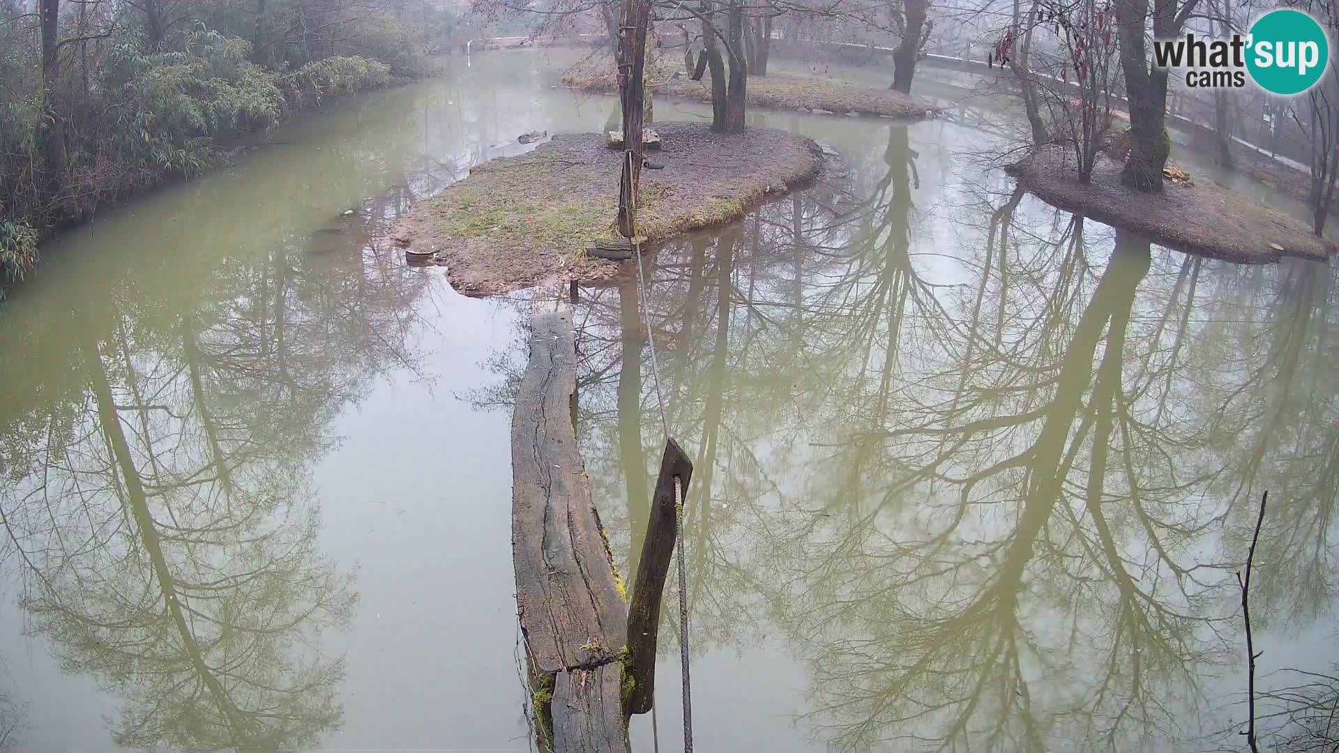 Navadni vari u živo – Ljubljana zoo