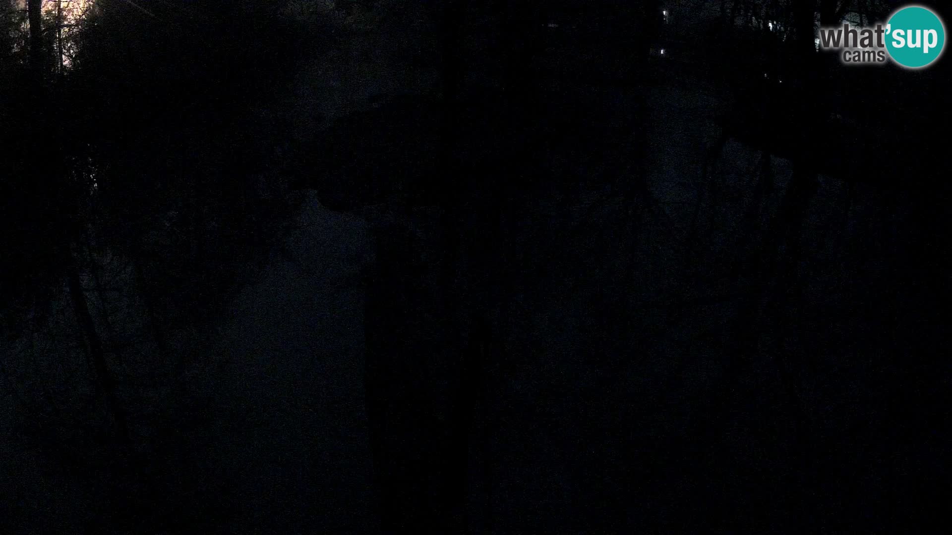 Vari bianconero Zoo Ljubljana webcam