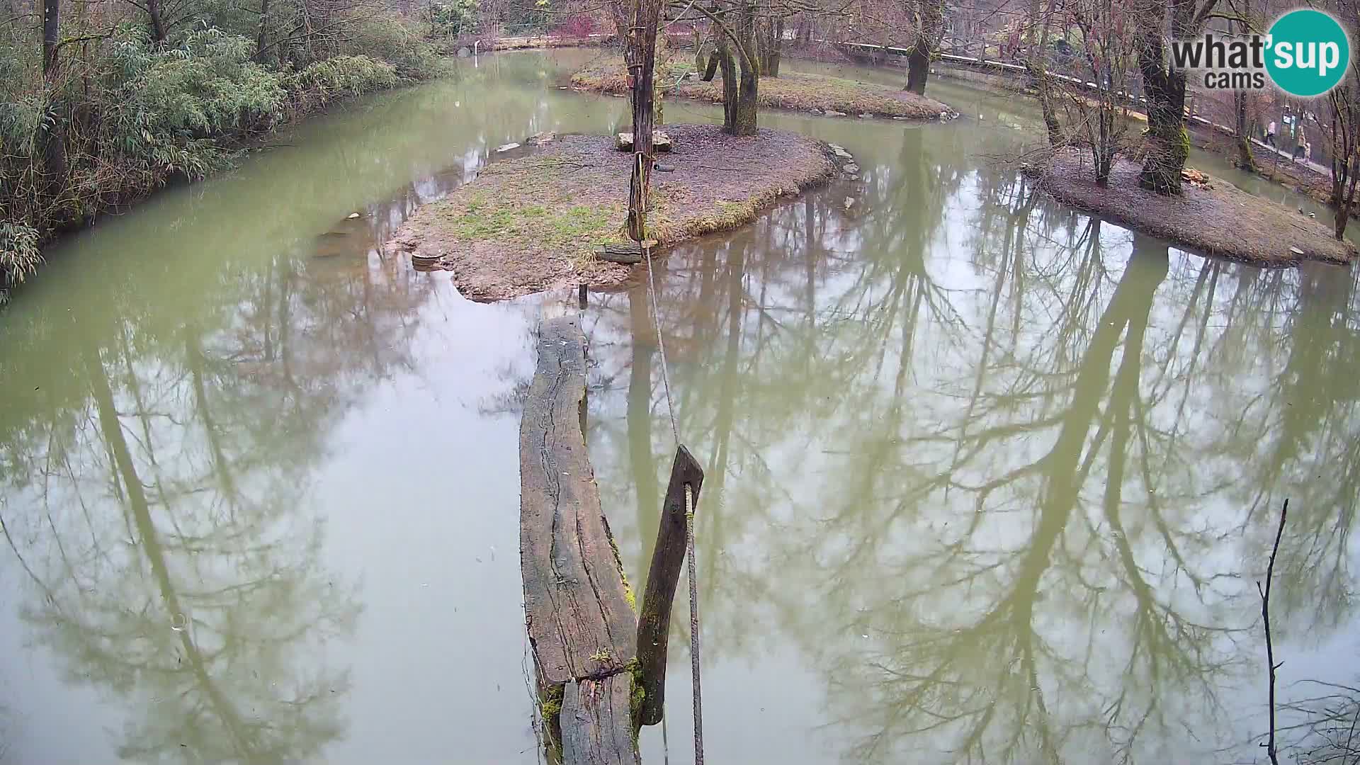Navadni vari v živo – Ljubljana živalski vrt