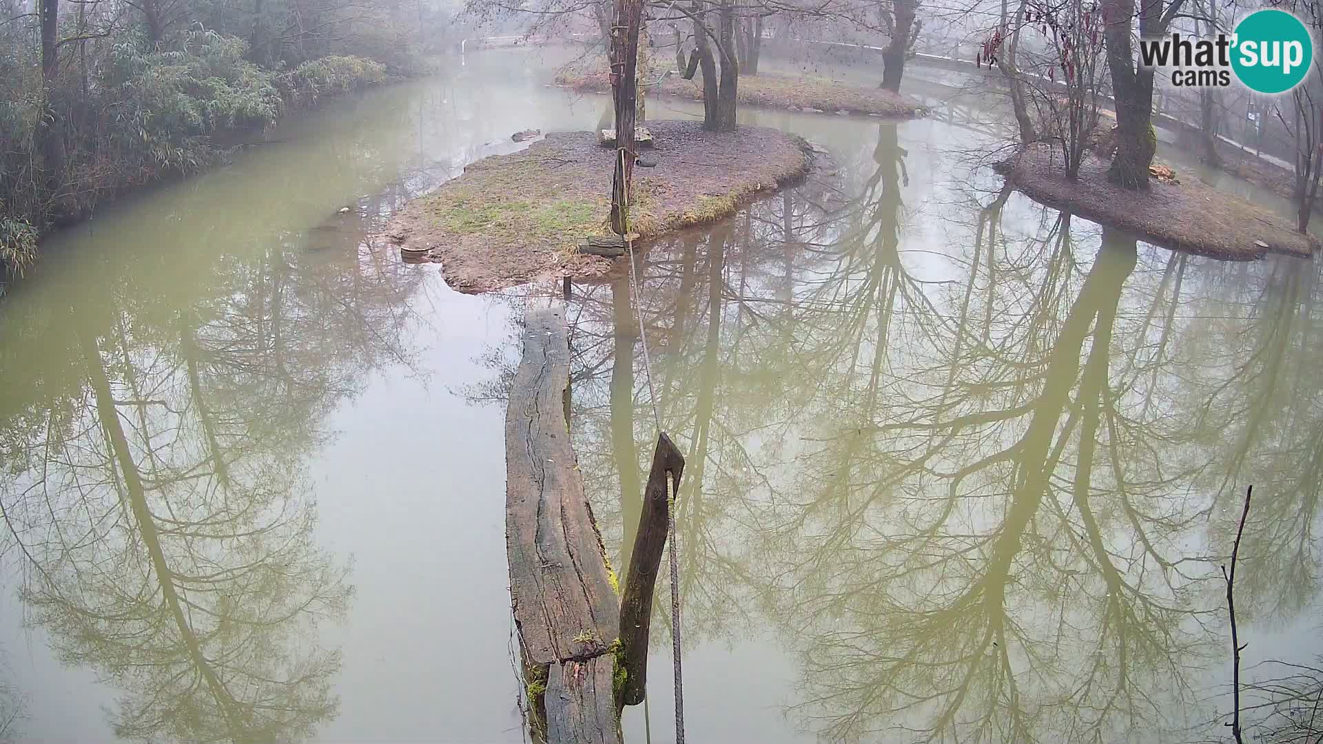 Navadni vari u živo – Ljubljana zoo