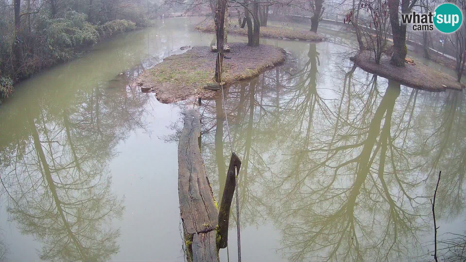 Navadni vari v živo – Ljubljana živalski vrt